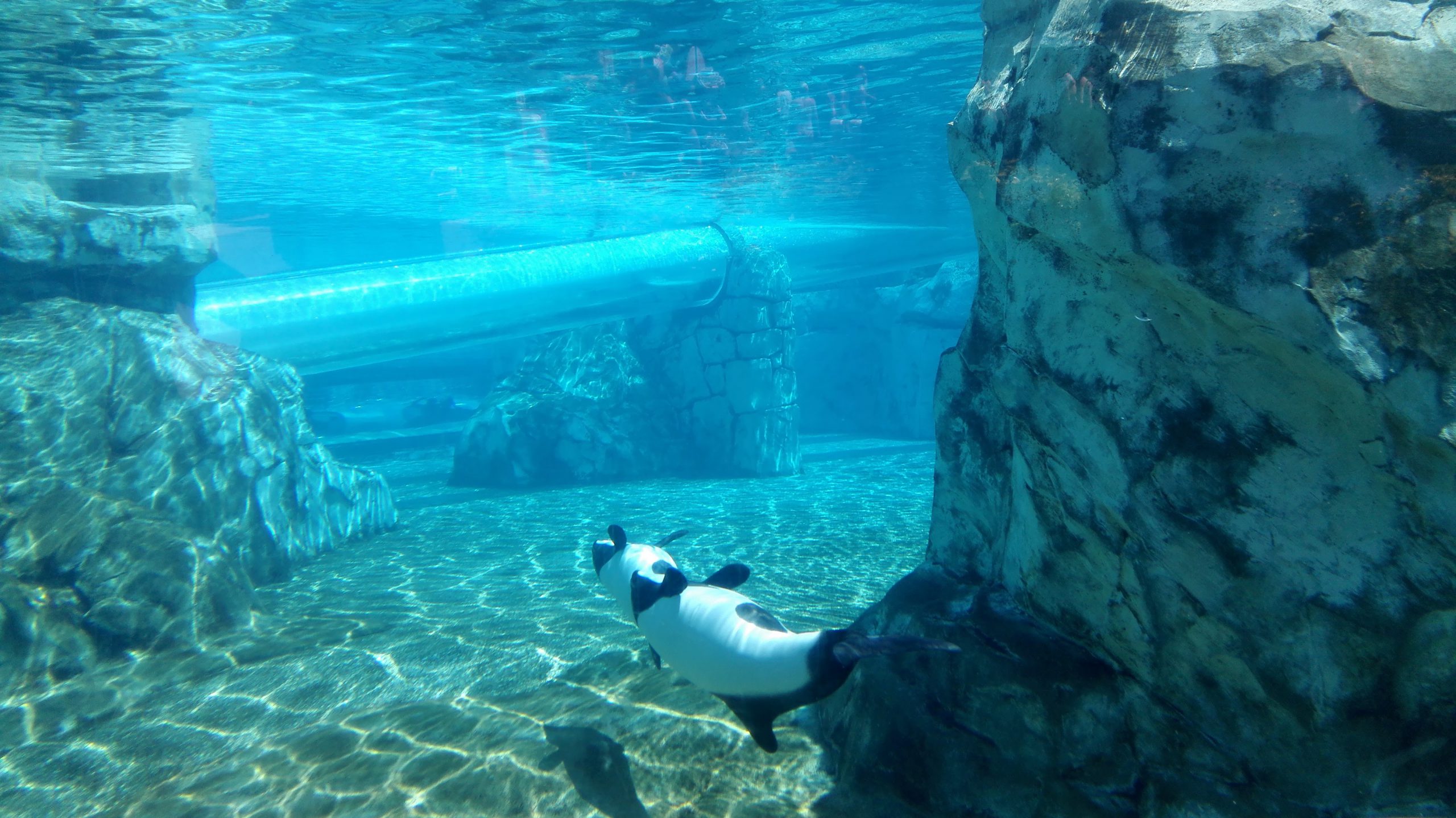 Aquatica