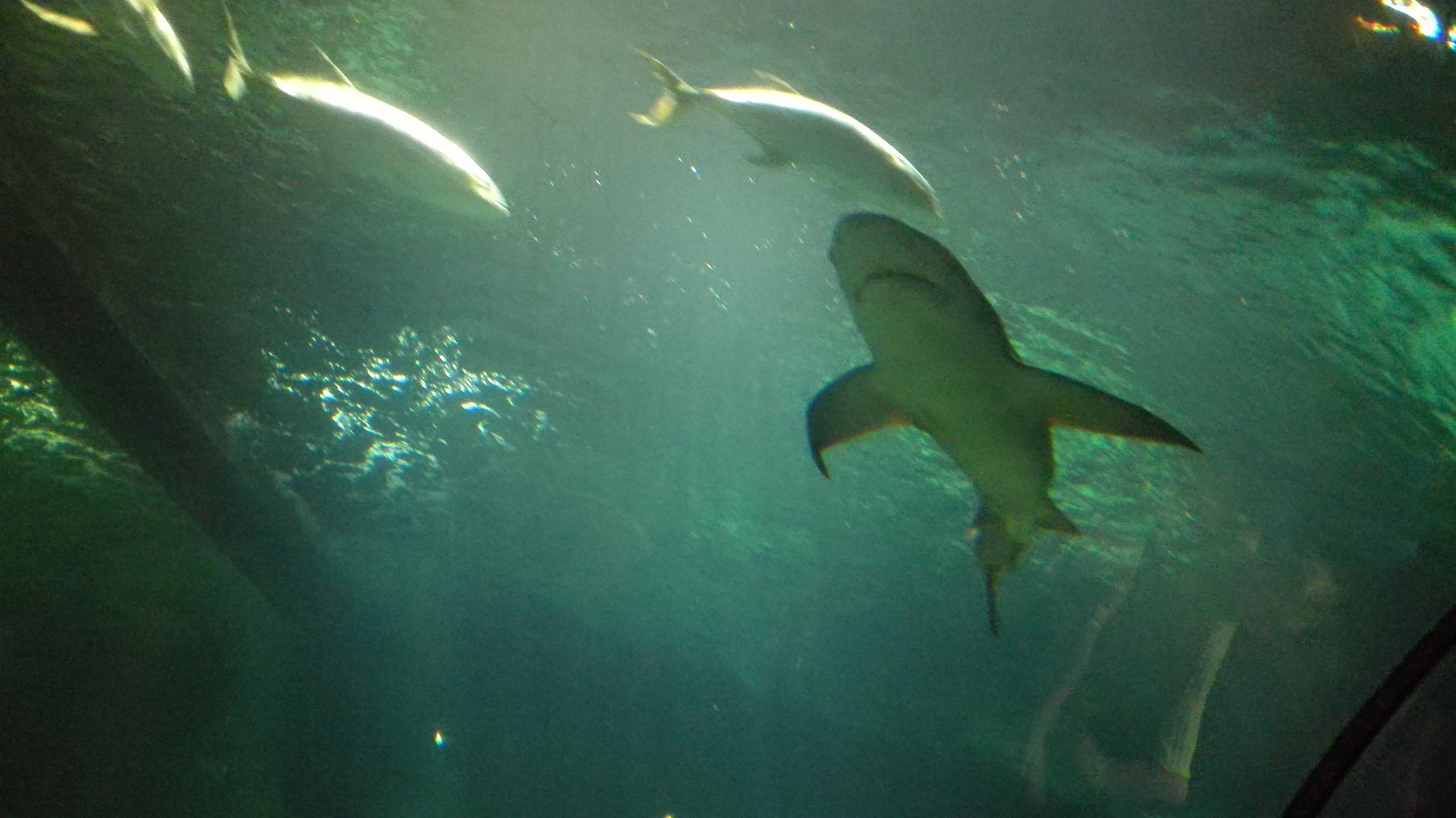 Seaworld