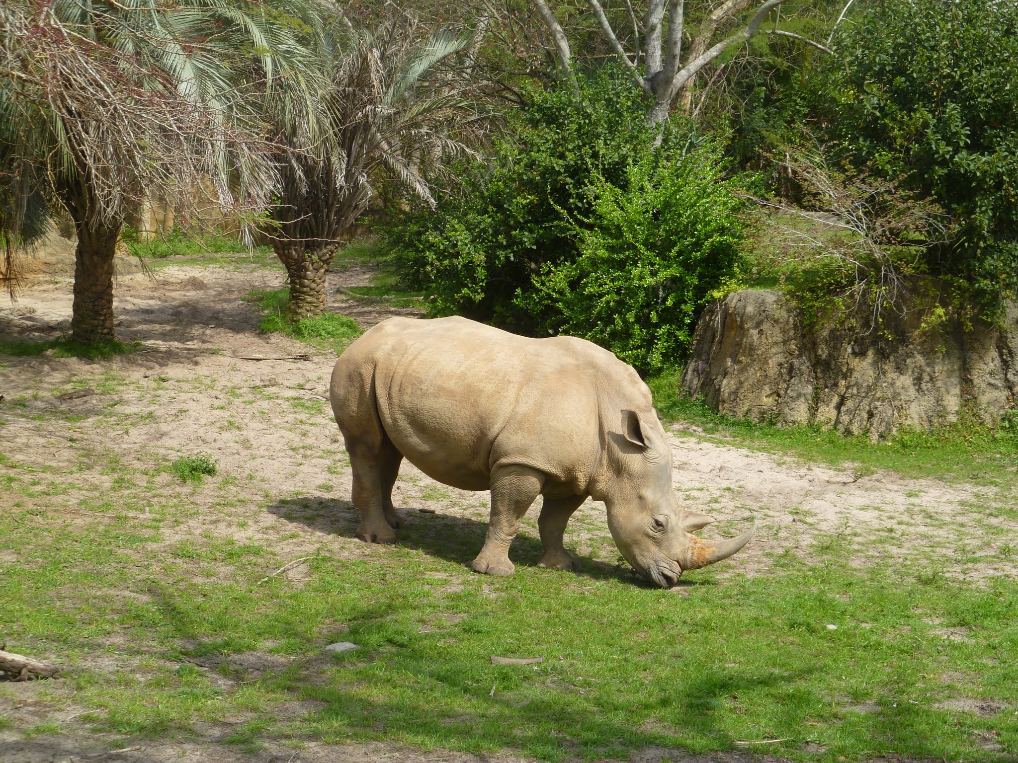 Kilimanjaro Safaris