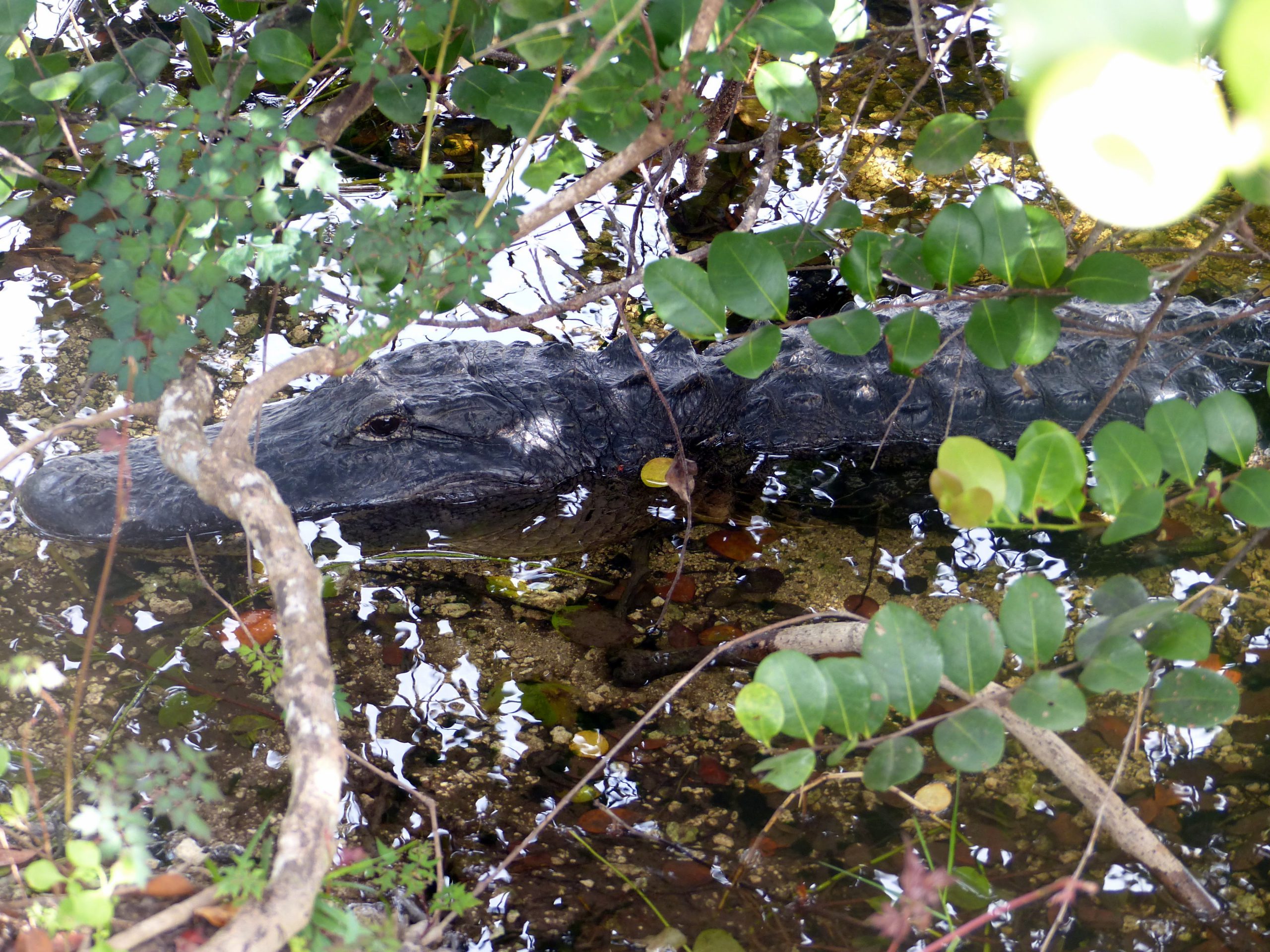 Everglades