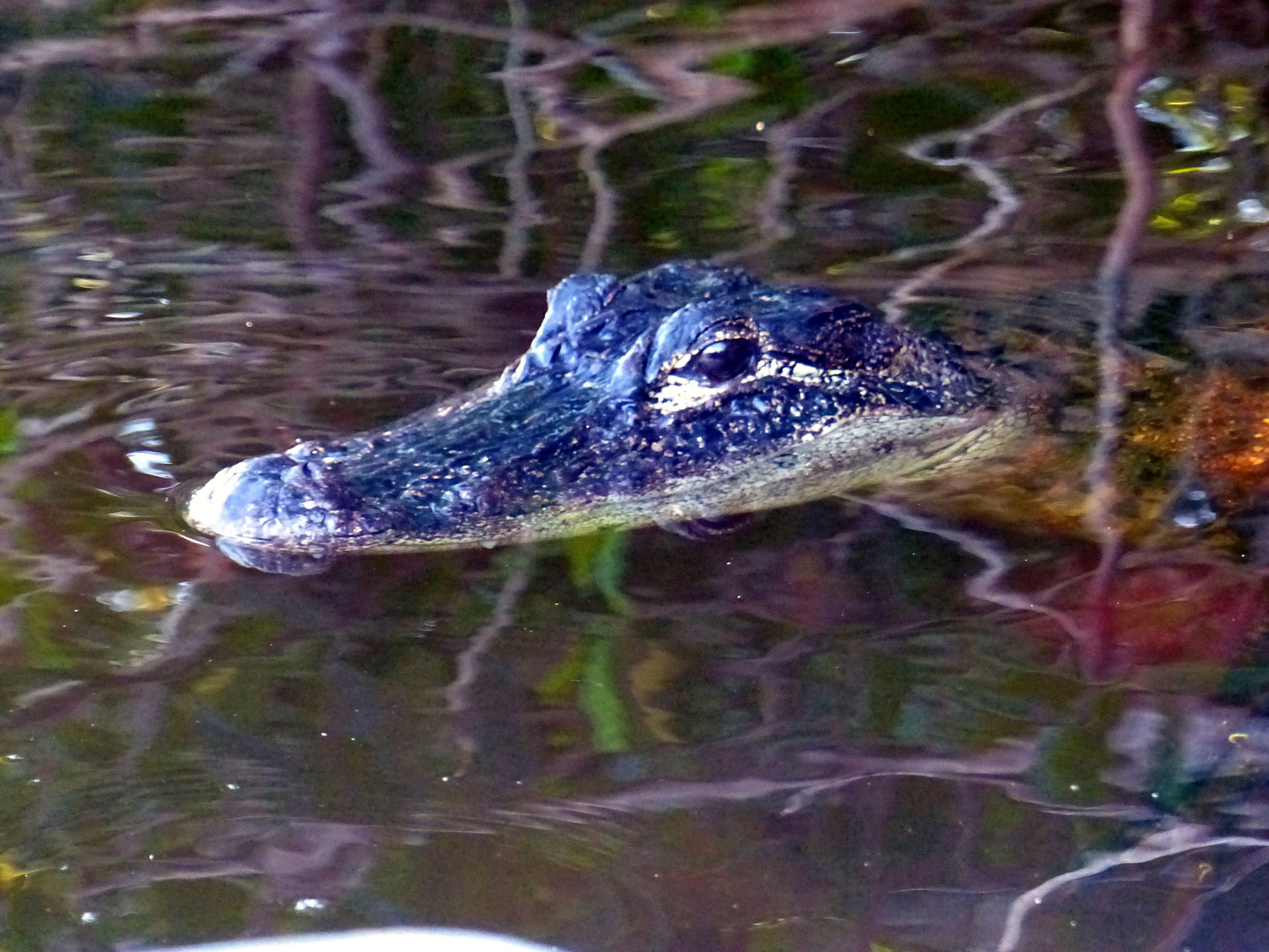 Everglades