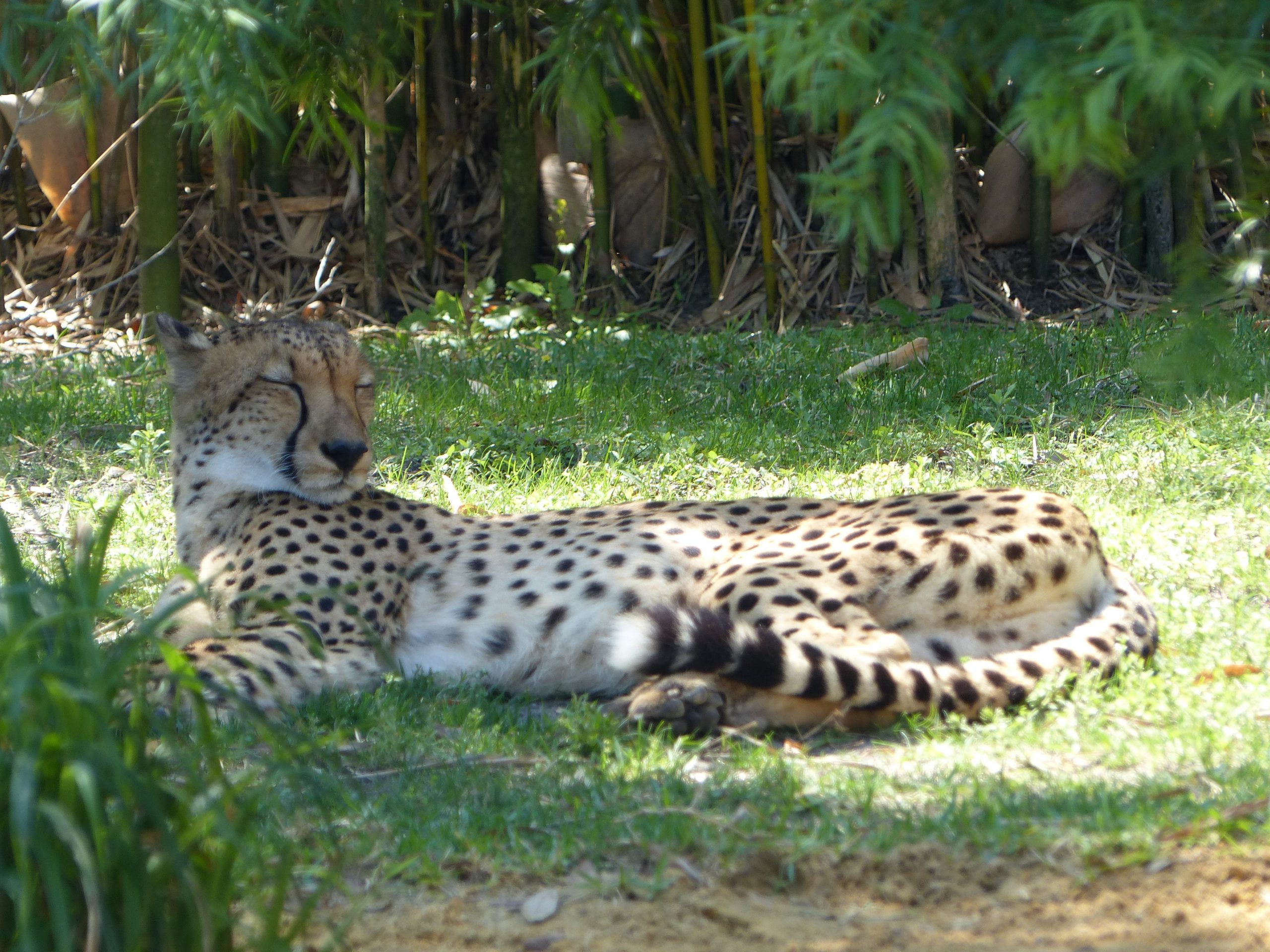 Busch Gardens