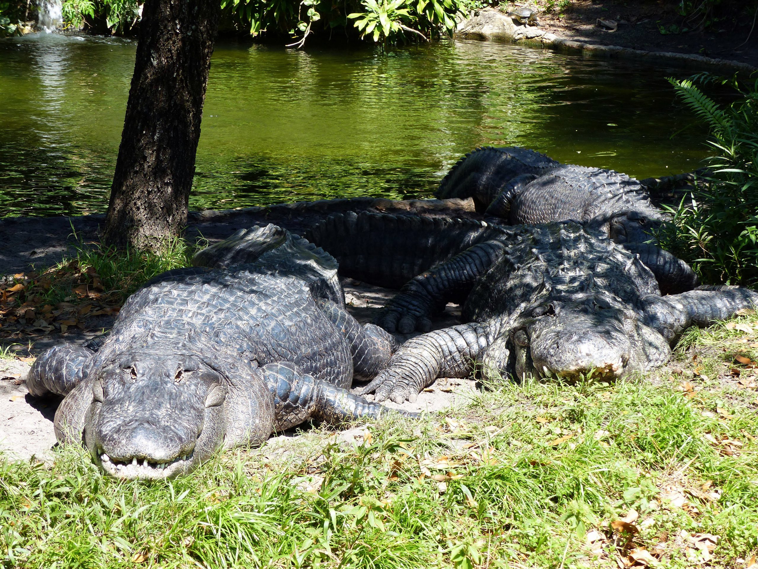 Busch Gardens