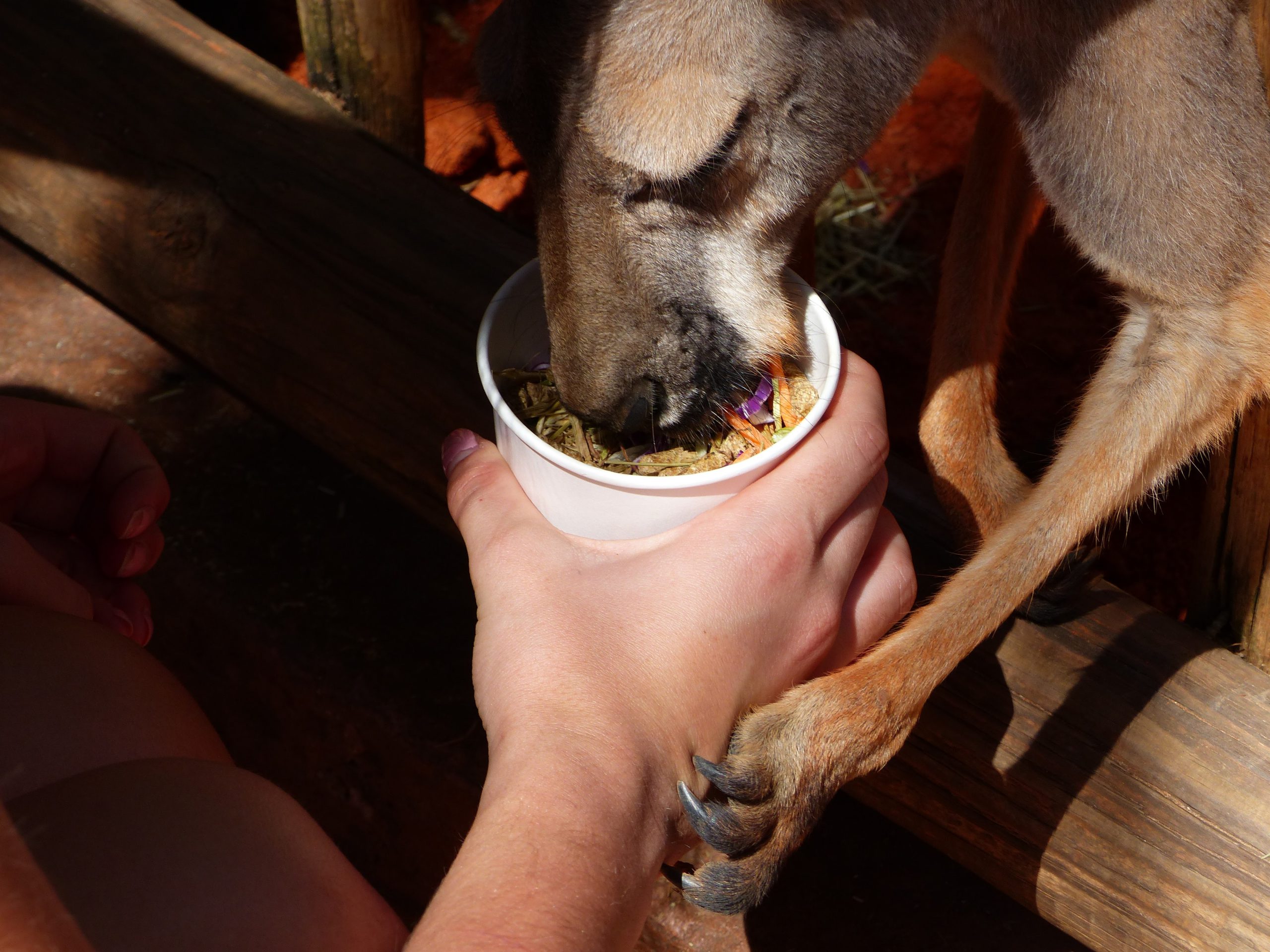 Busch Gardens