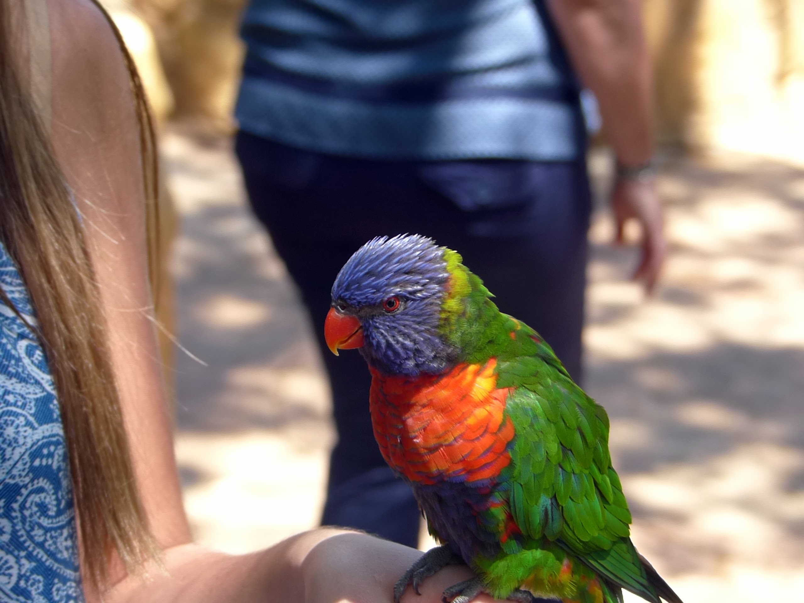 Busch Gardens