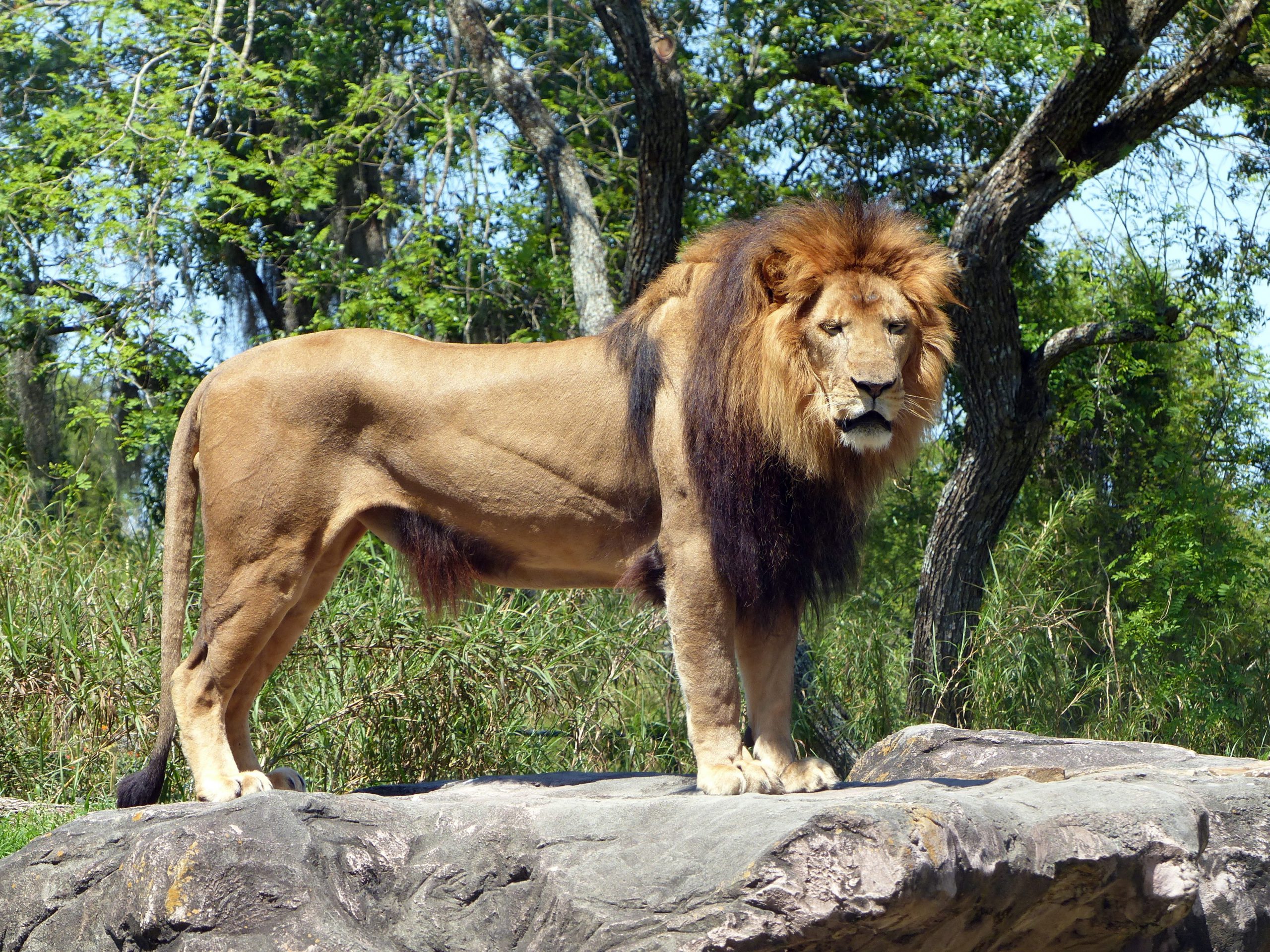Busch Gardens