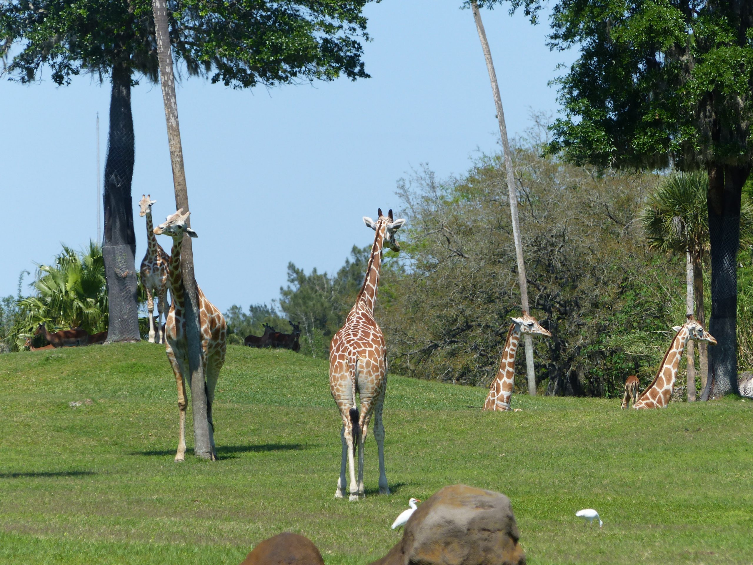 Busch Gardens