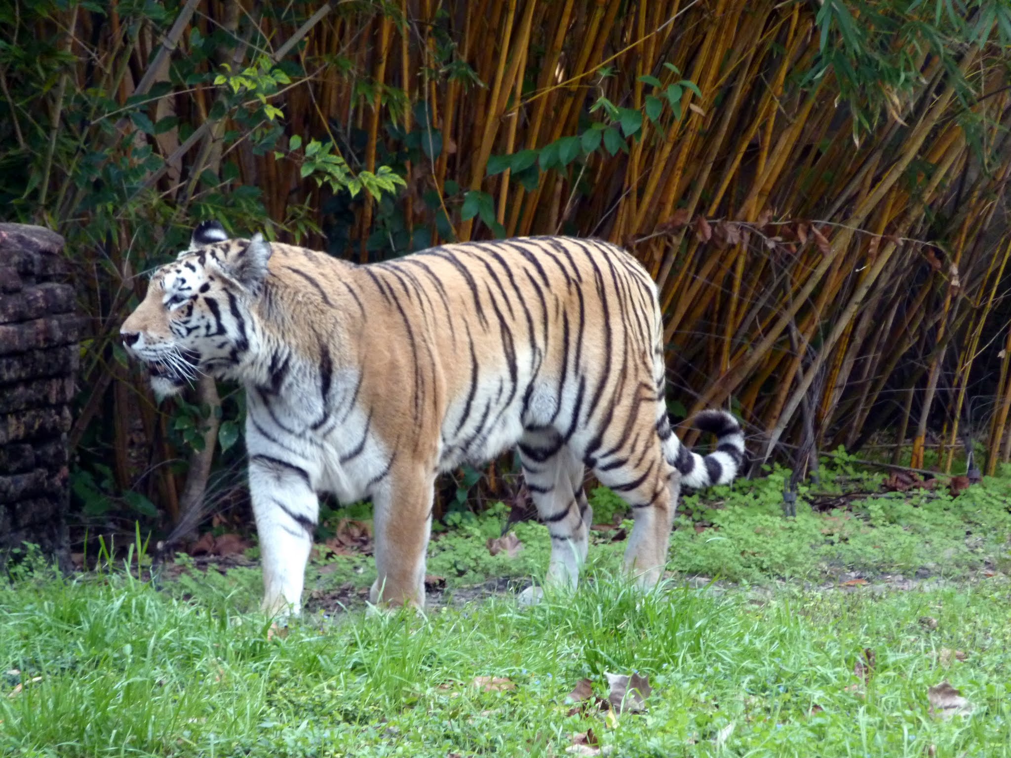 Maharajah Jungle Trek