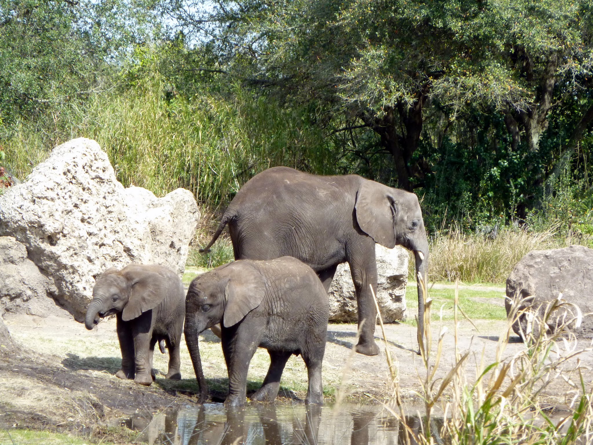 Kilimanjaro Safaris