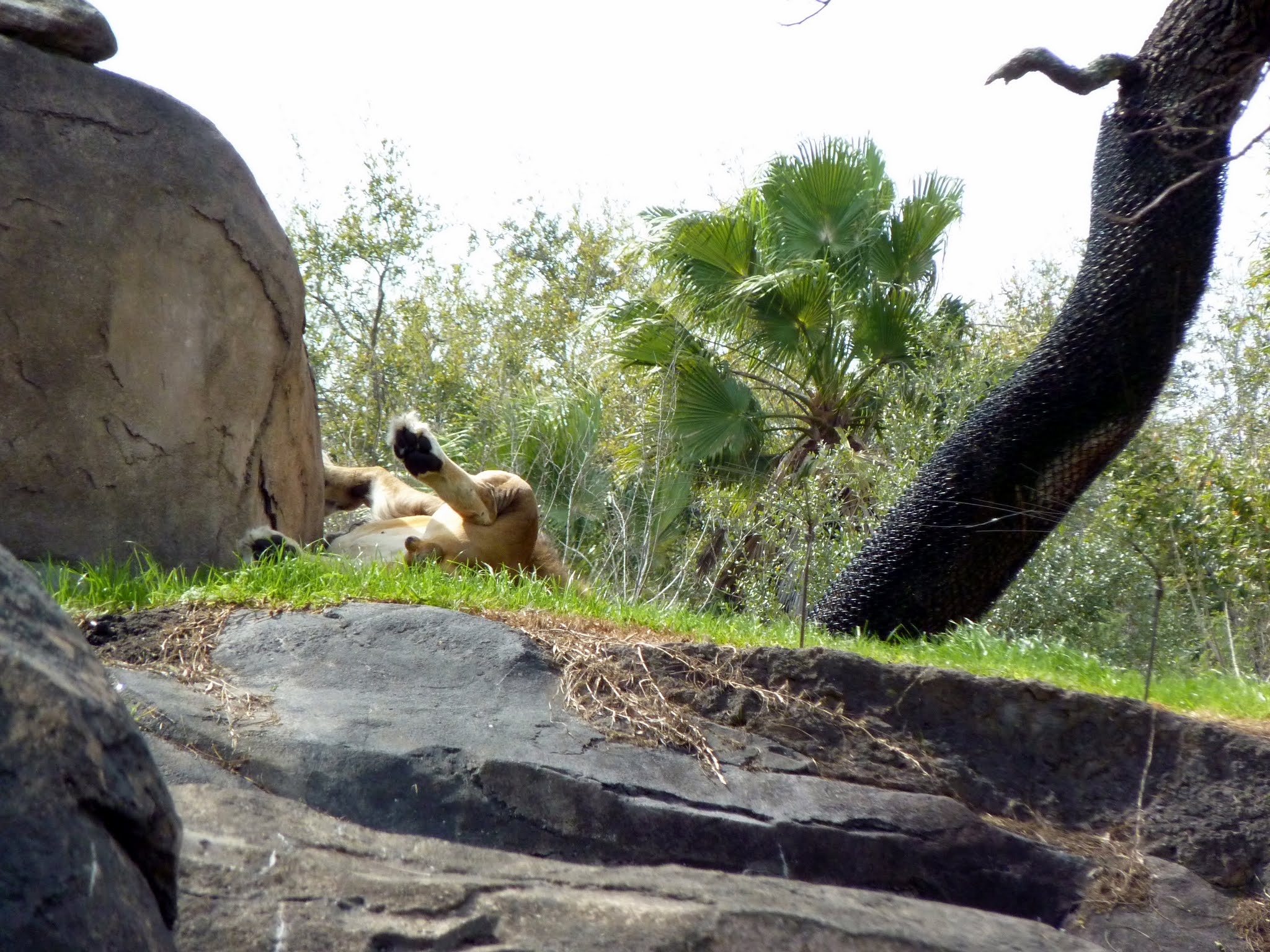 Kilimanjaro Safaris