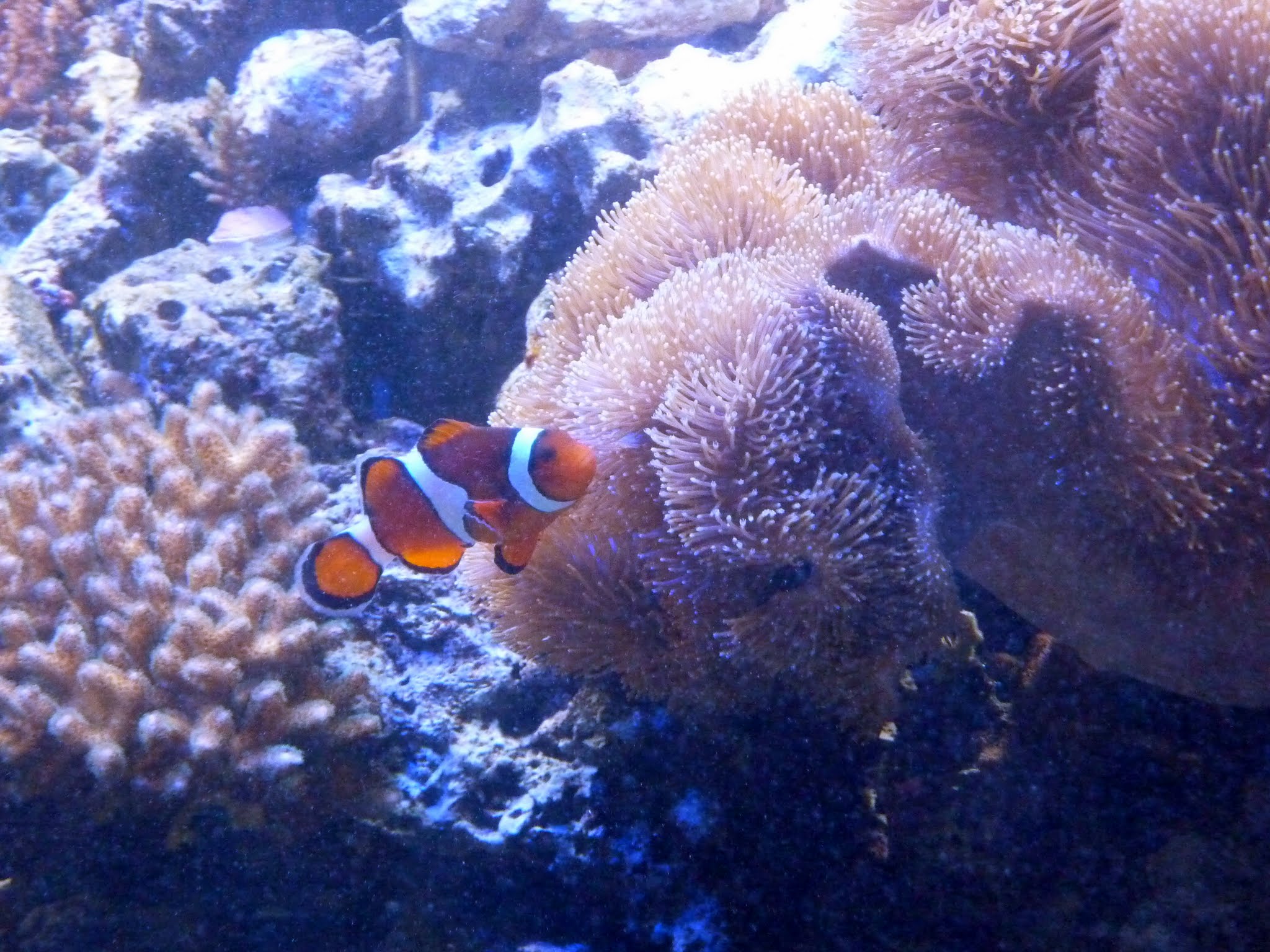 The Seas with Nemo and Friends