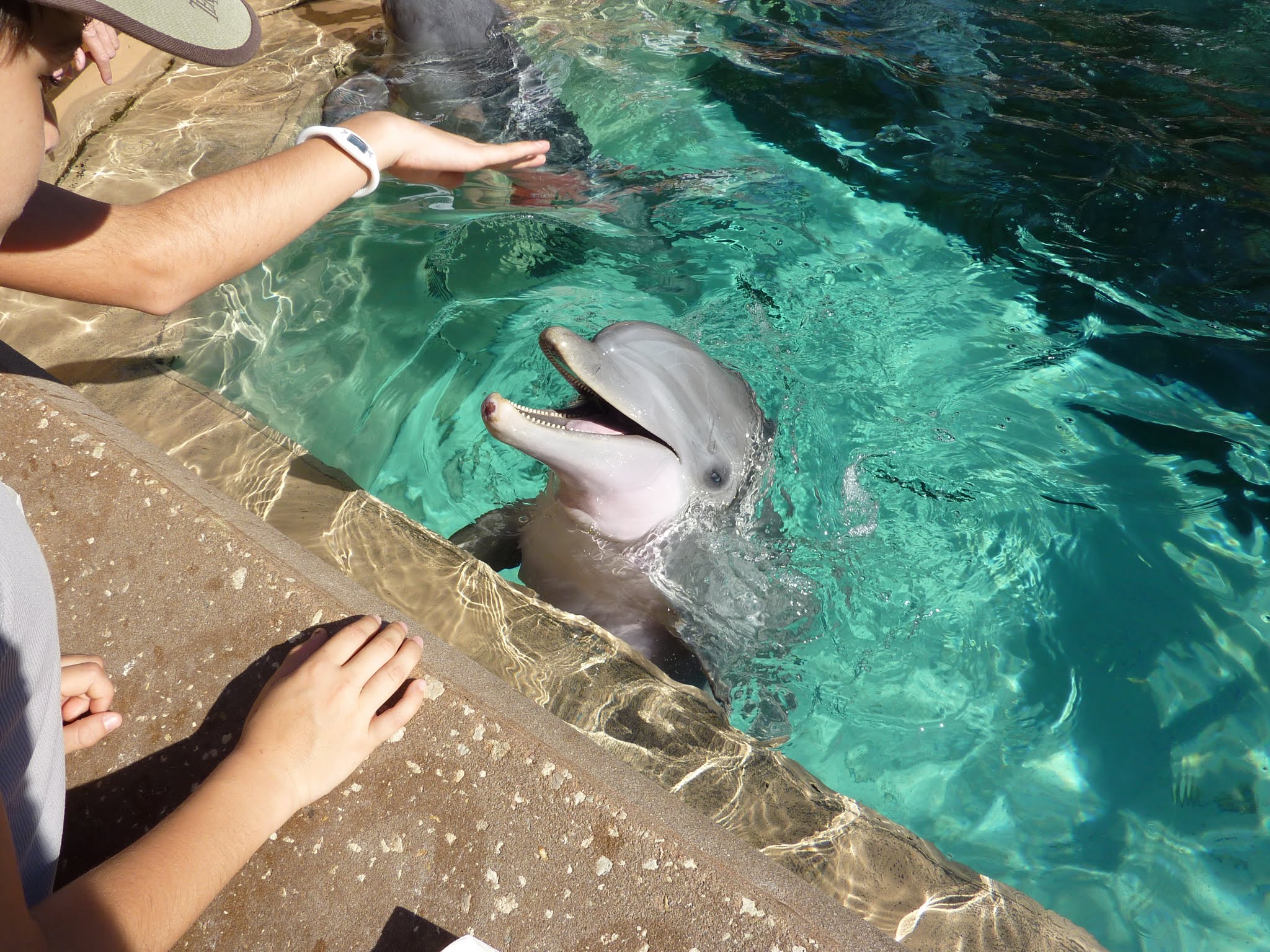 Dolphin Cove