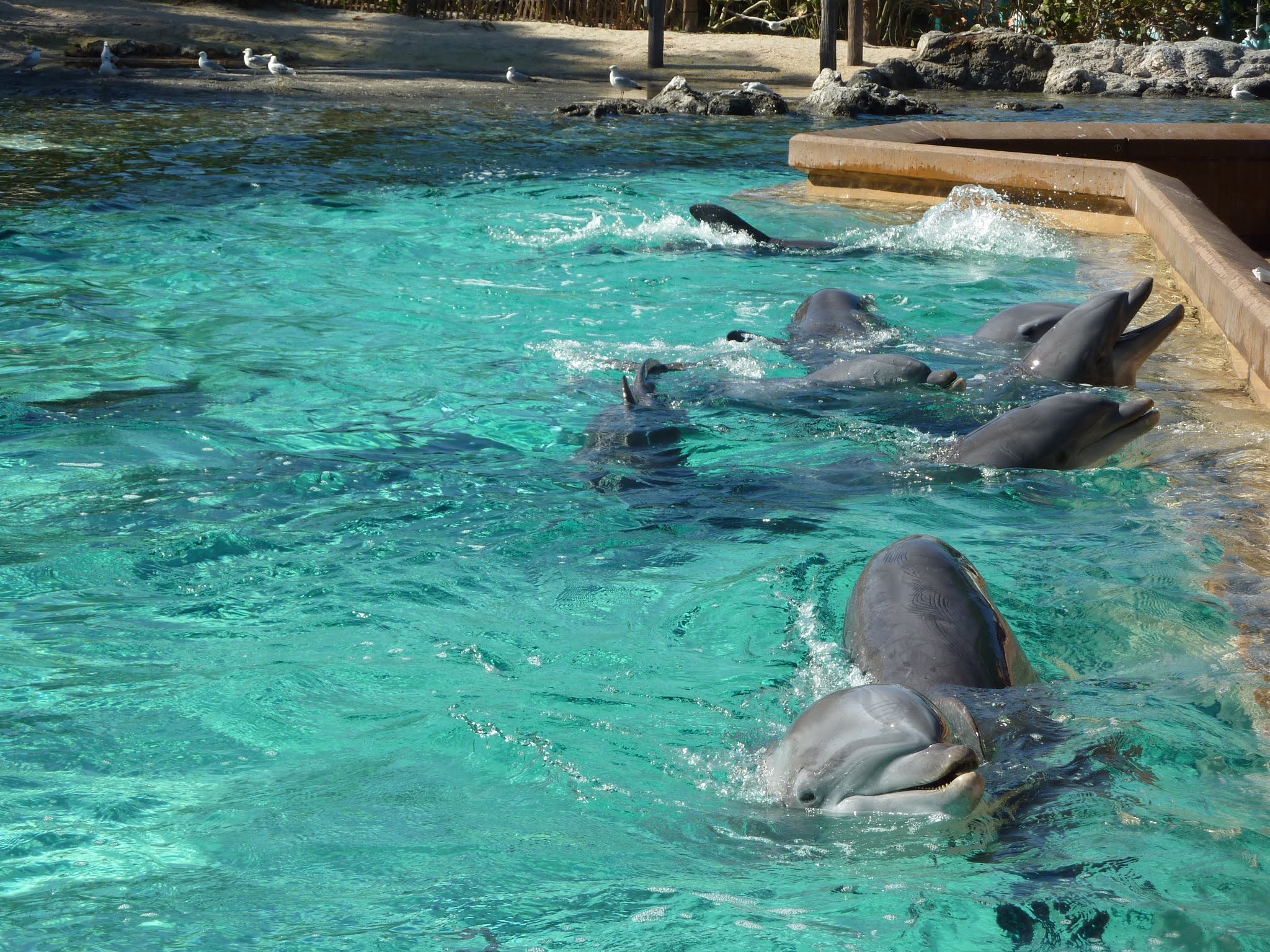 Dolphin Cove