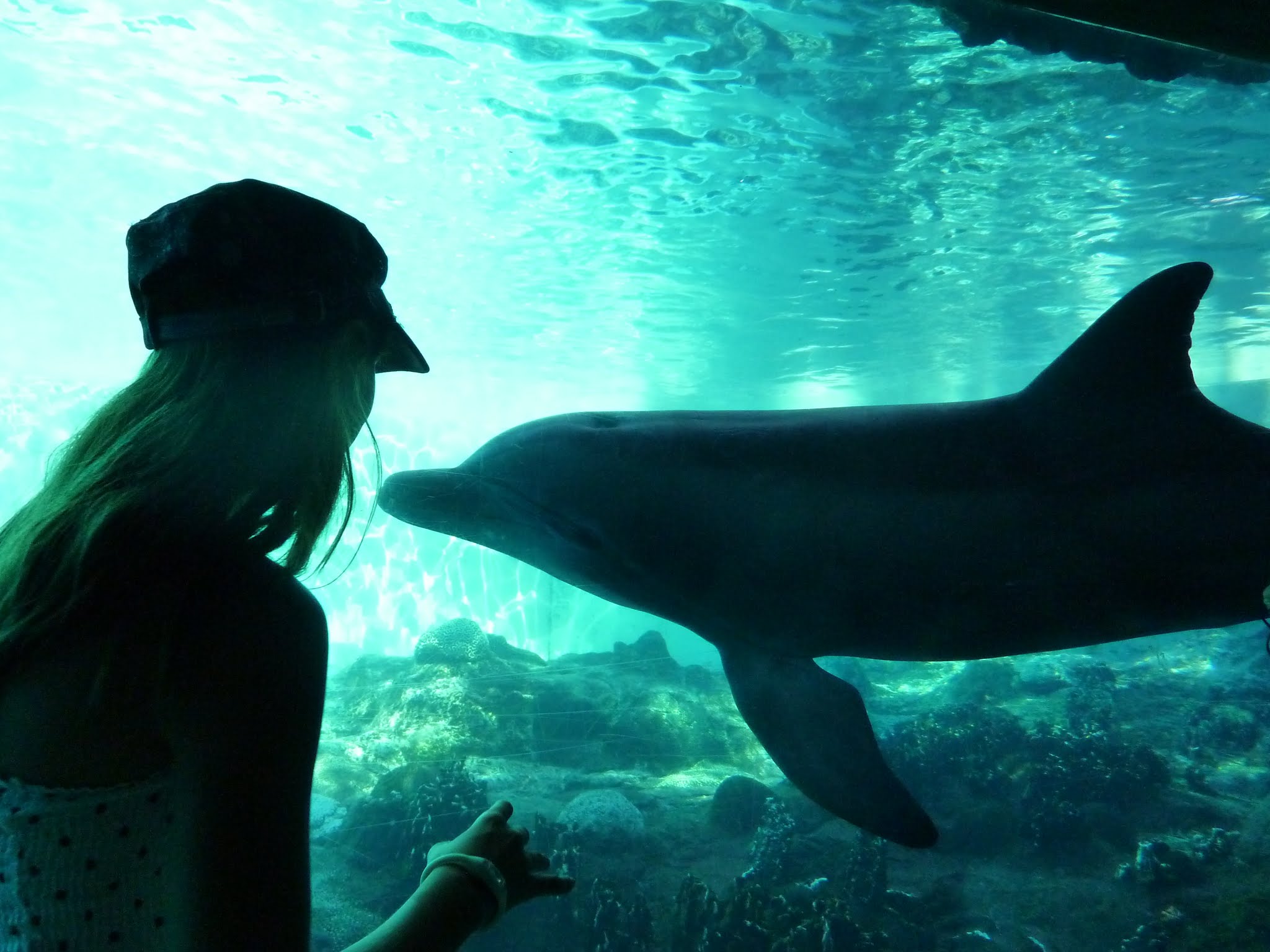 Dolphin Cove