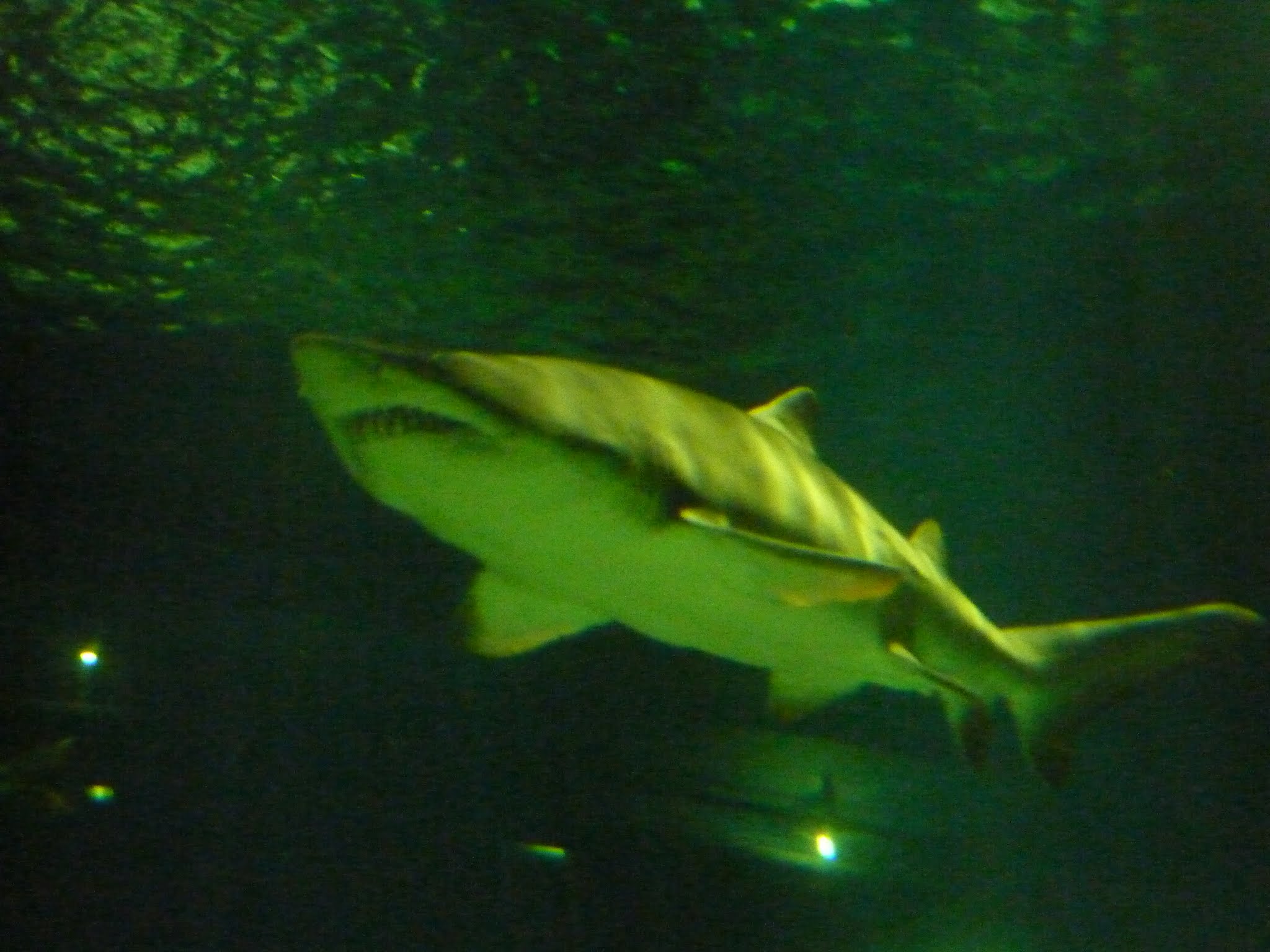 Shark Encounter