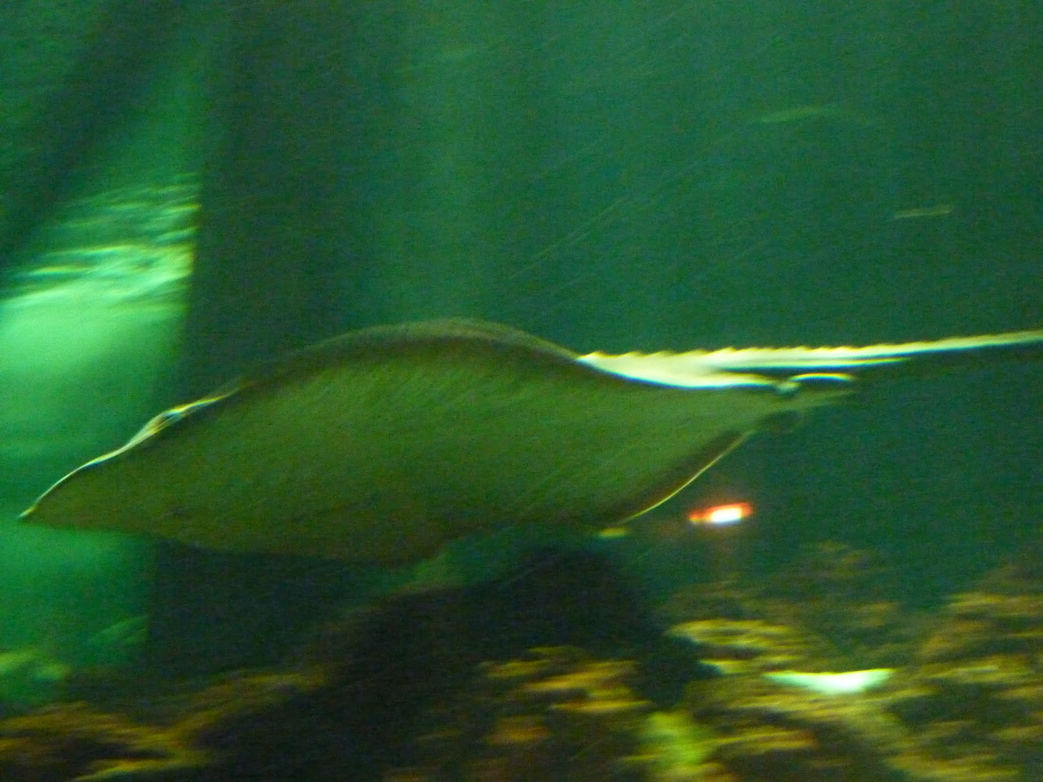 Shark Encounter