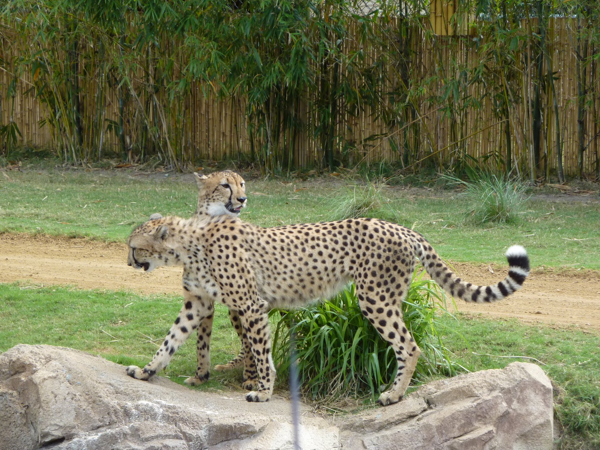 Cheetah Hunt