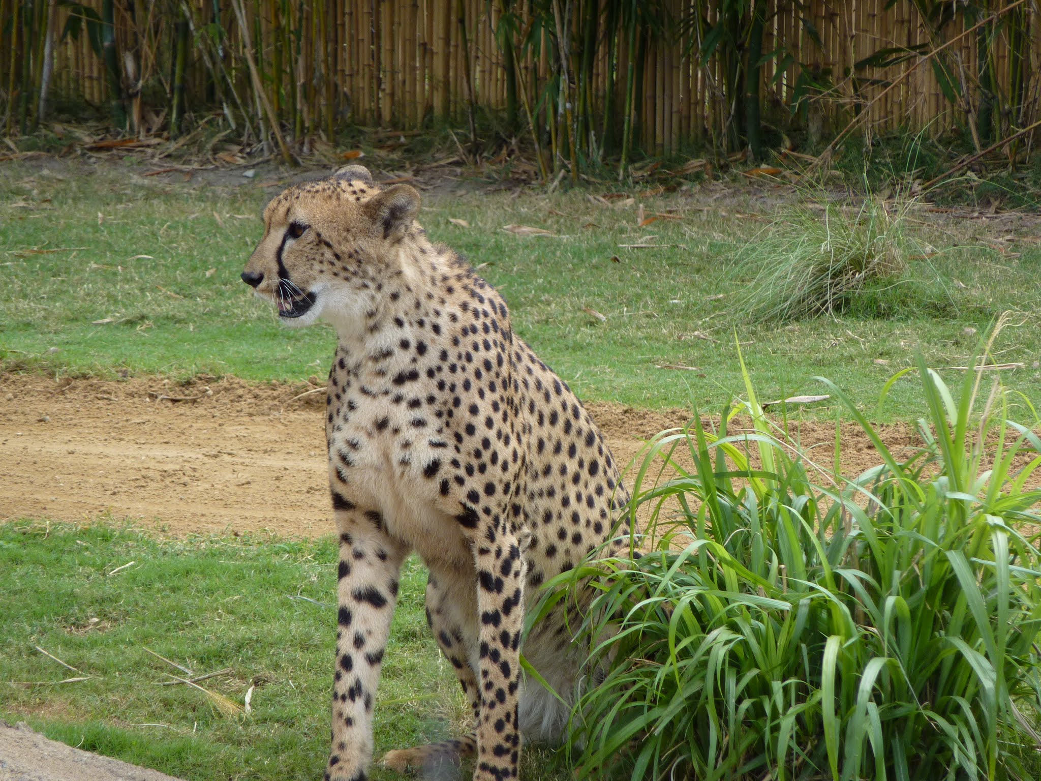 Cheetah Hunt