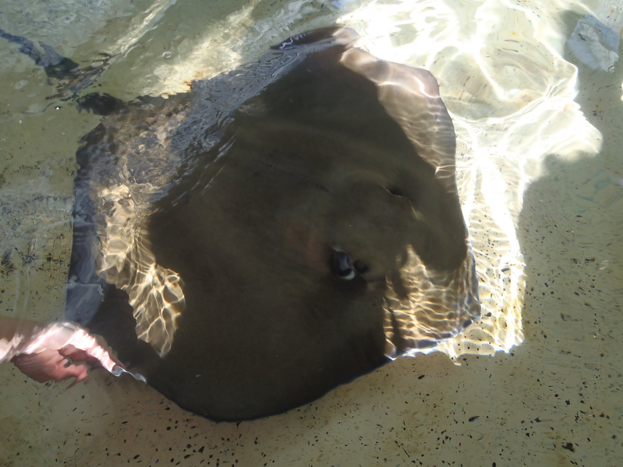 Stingray Lagoon
