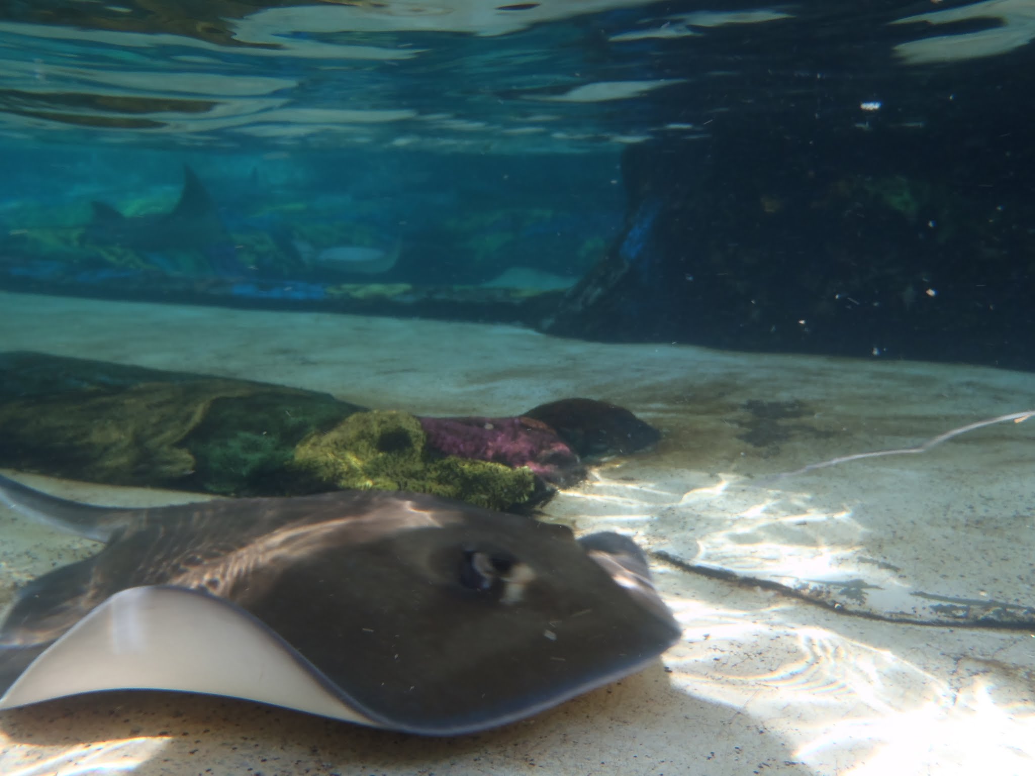 Stingray Lagoon