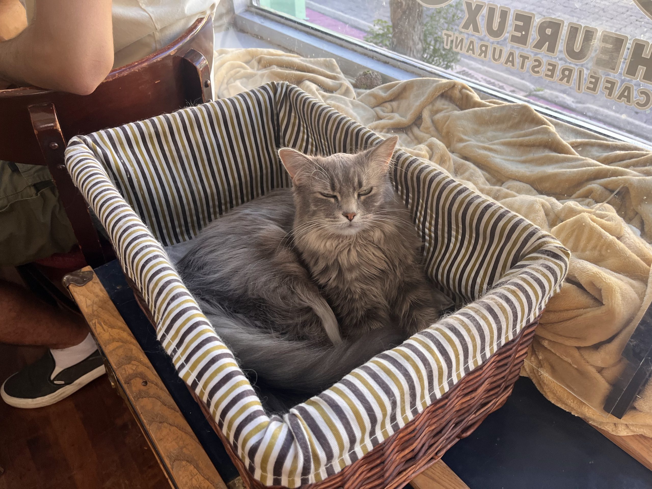 Le Chat l'Heureux