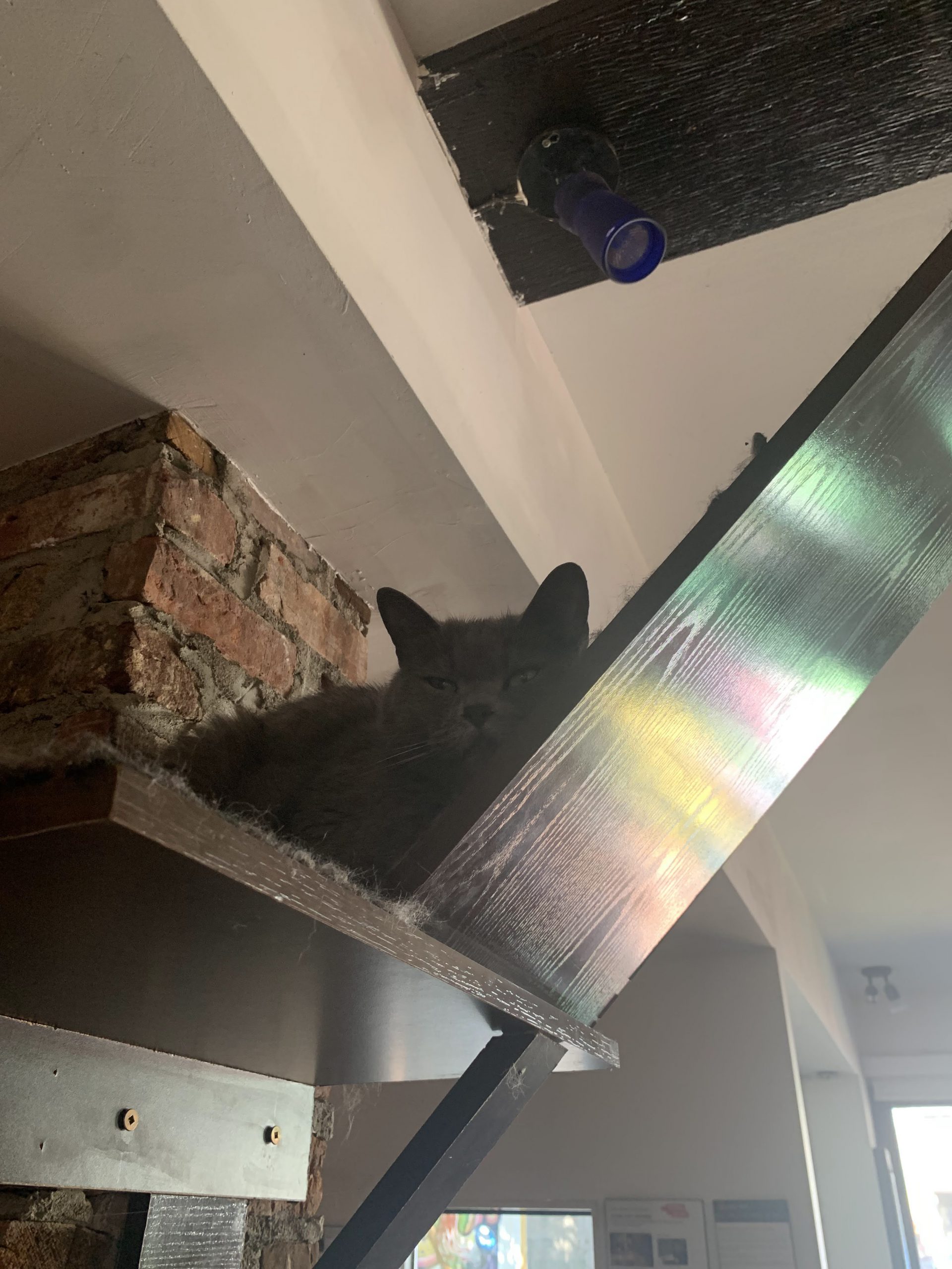 Le Chat l'Heureux