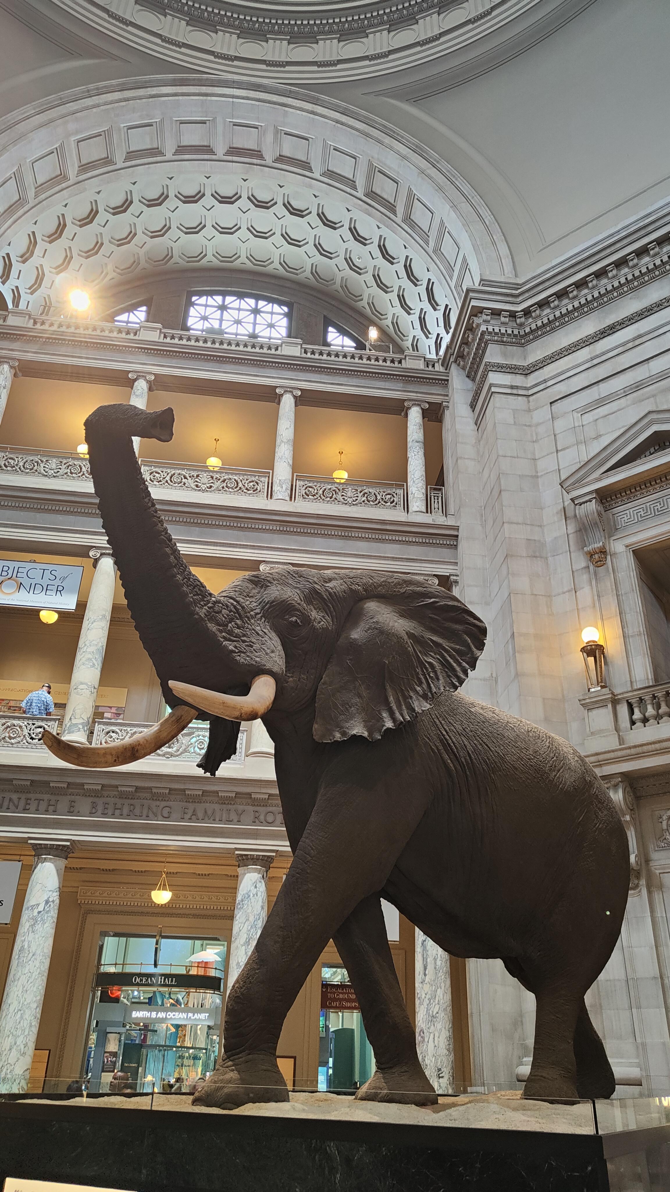 Henry, l'├®l├®phant