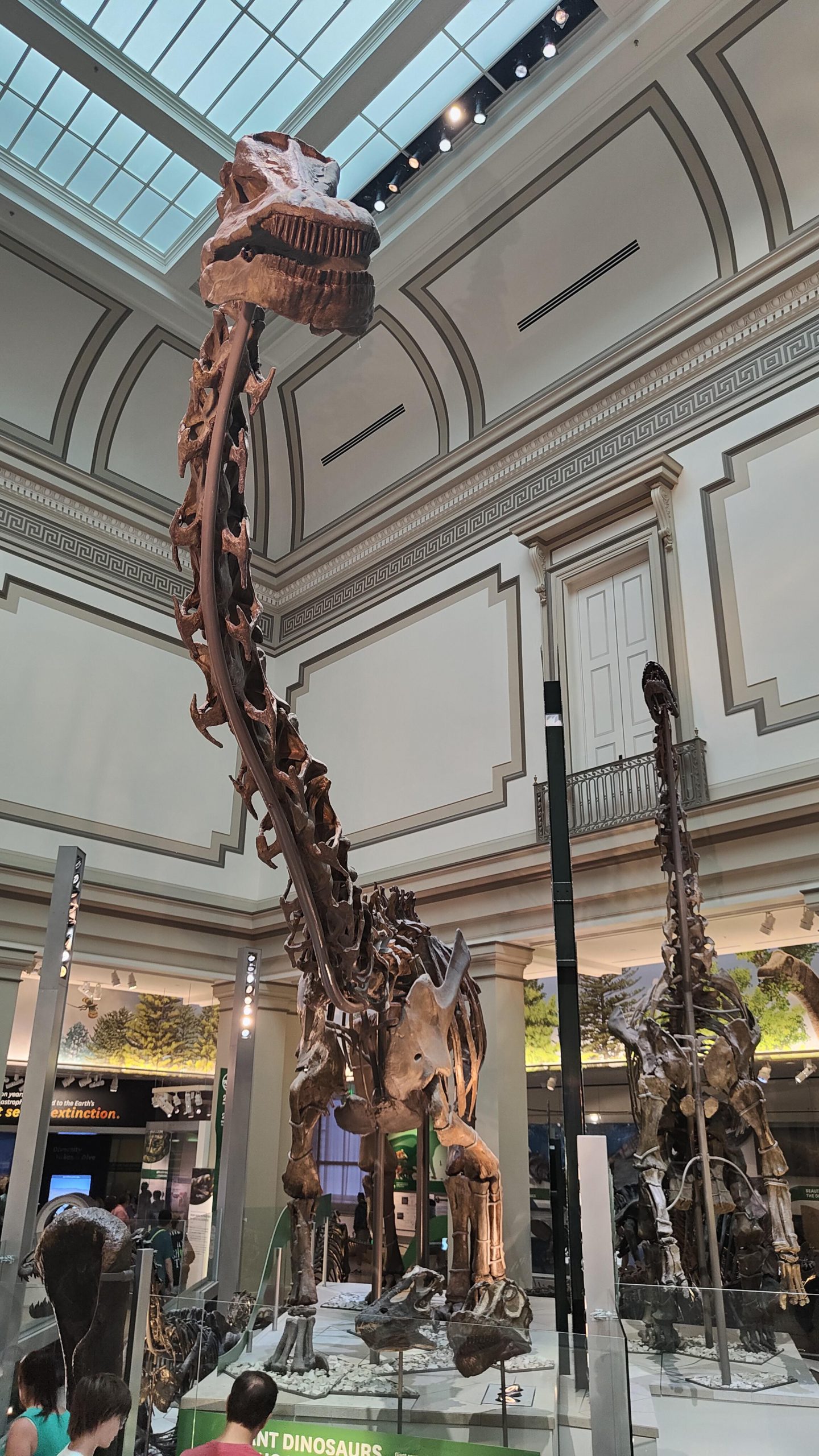 Diplodocus