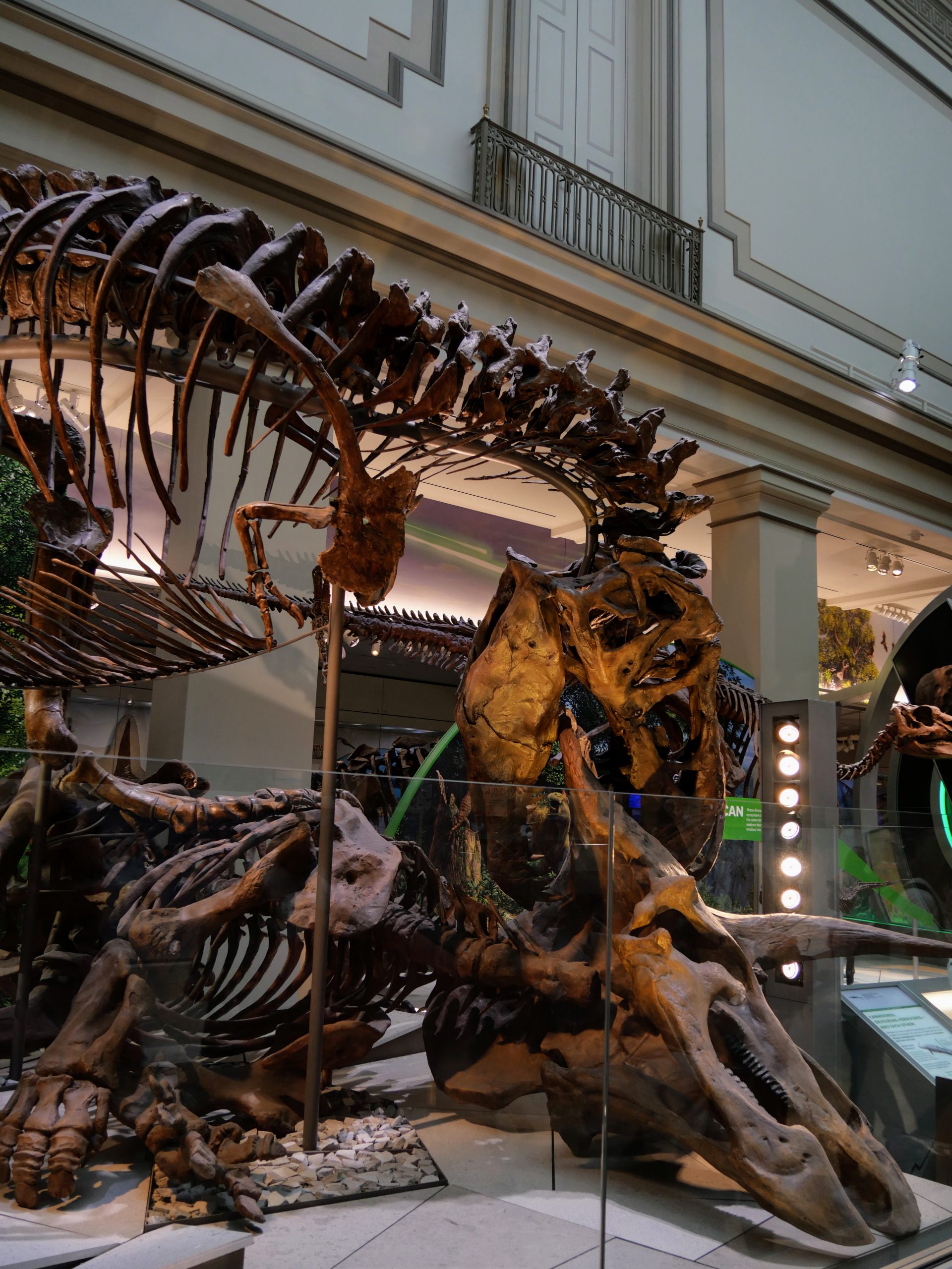 Tyrannosaure dévorant un tricératops