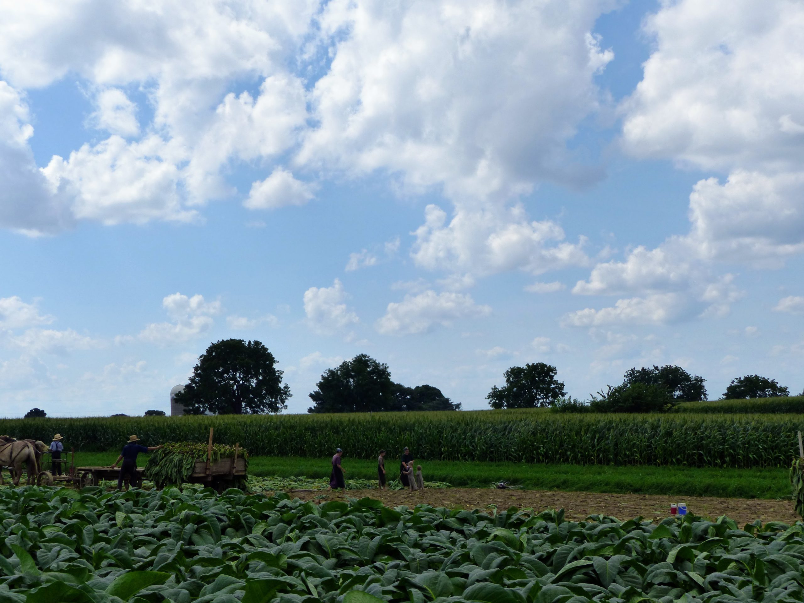 En pays Amish