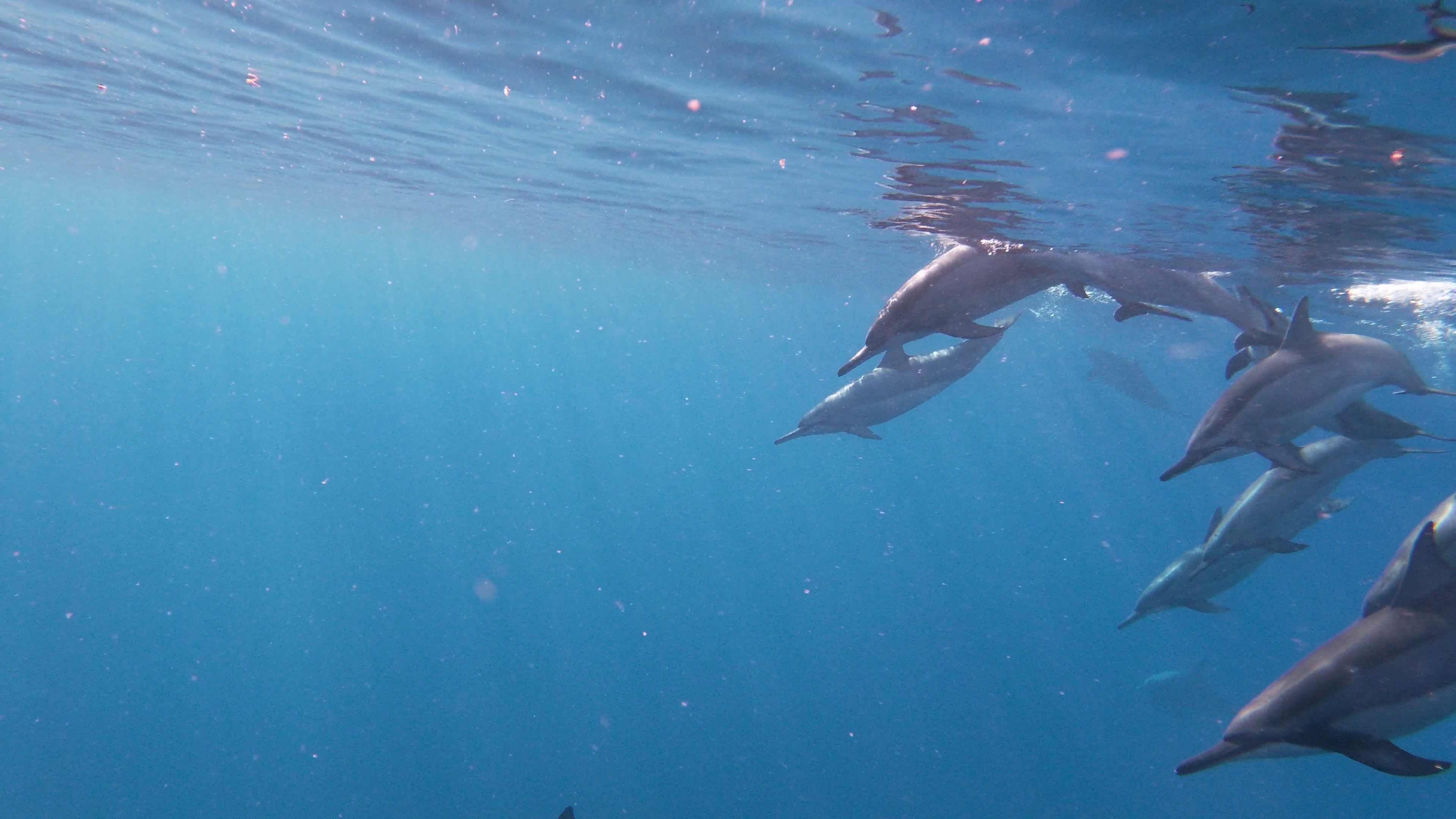 Nage avec les dauphins à l'Ile Maurice