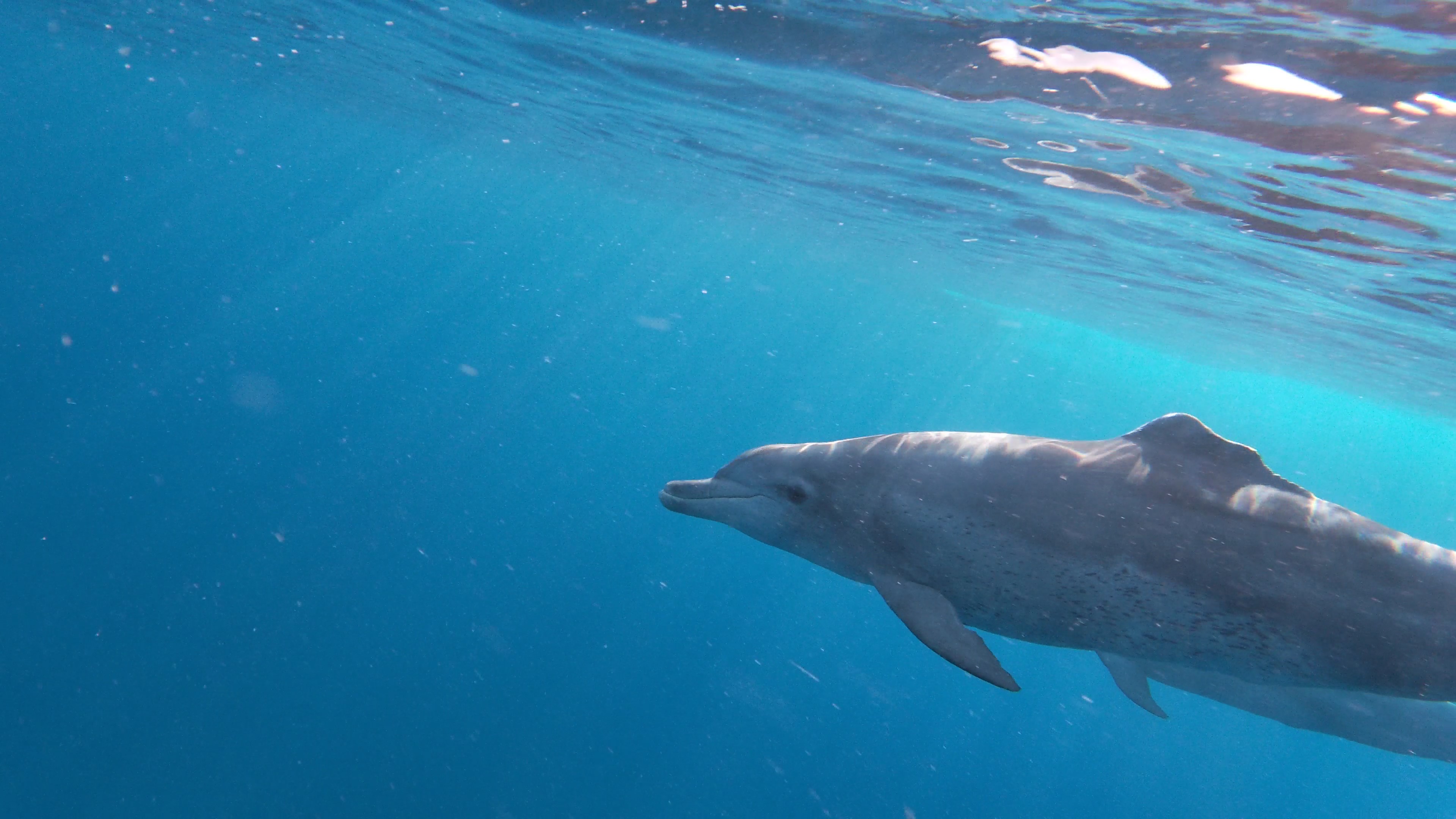 Nage avec les dauphins à l'Ile Maurice