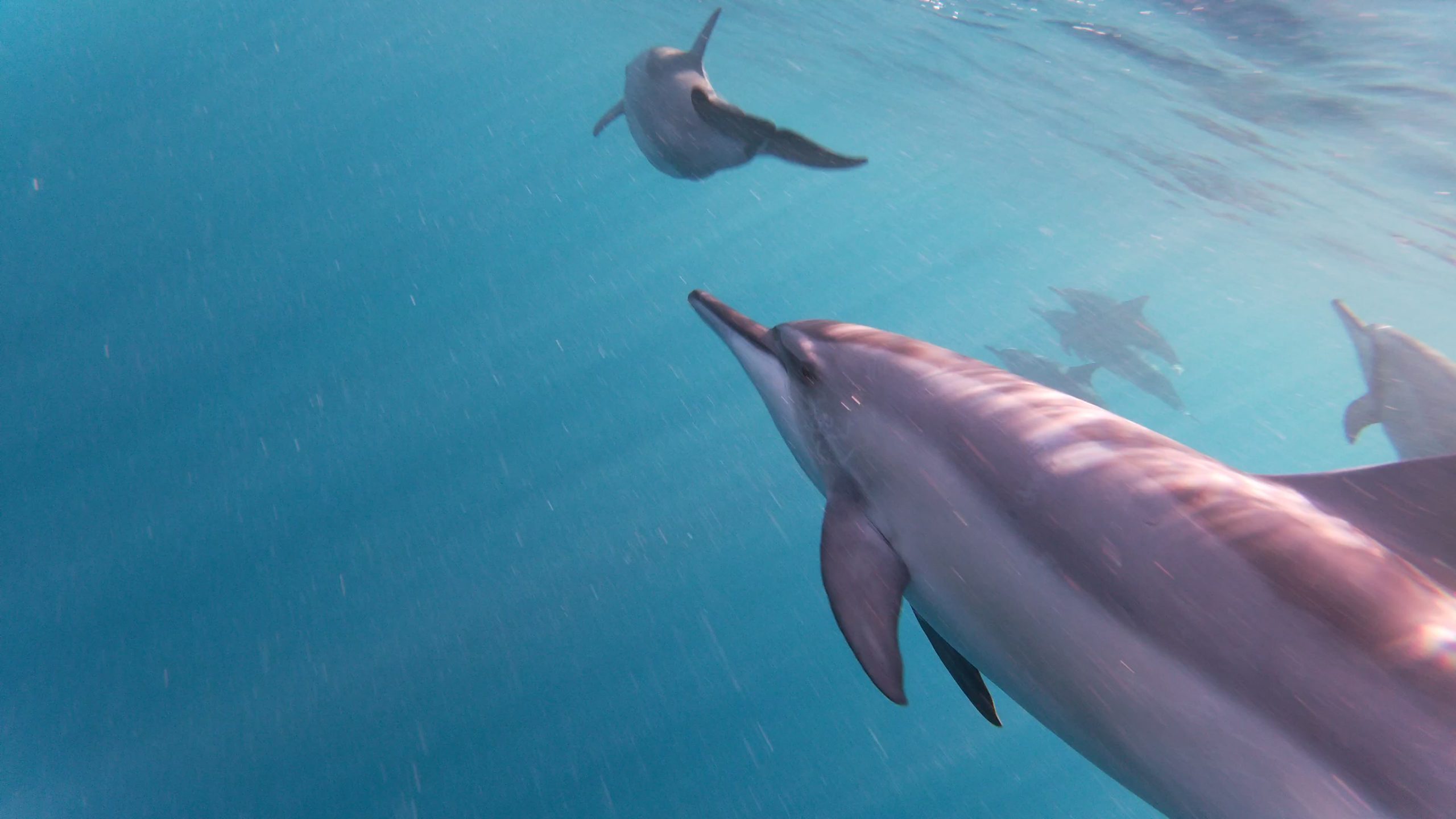 Pourquoi les dauphins nagent-ils devant les bateaux