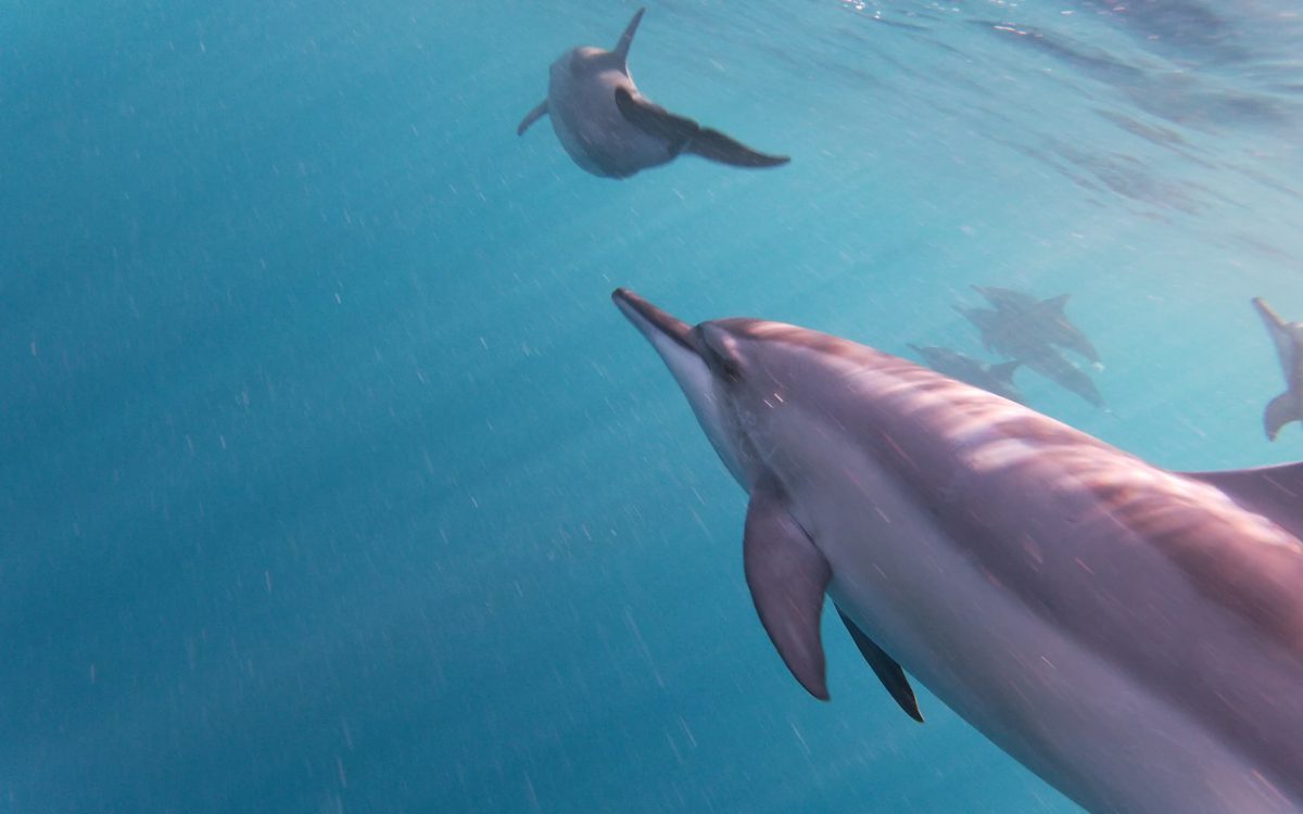Nage avec les dauphins Nage avec les dauphins à l'Ile Maurice