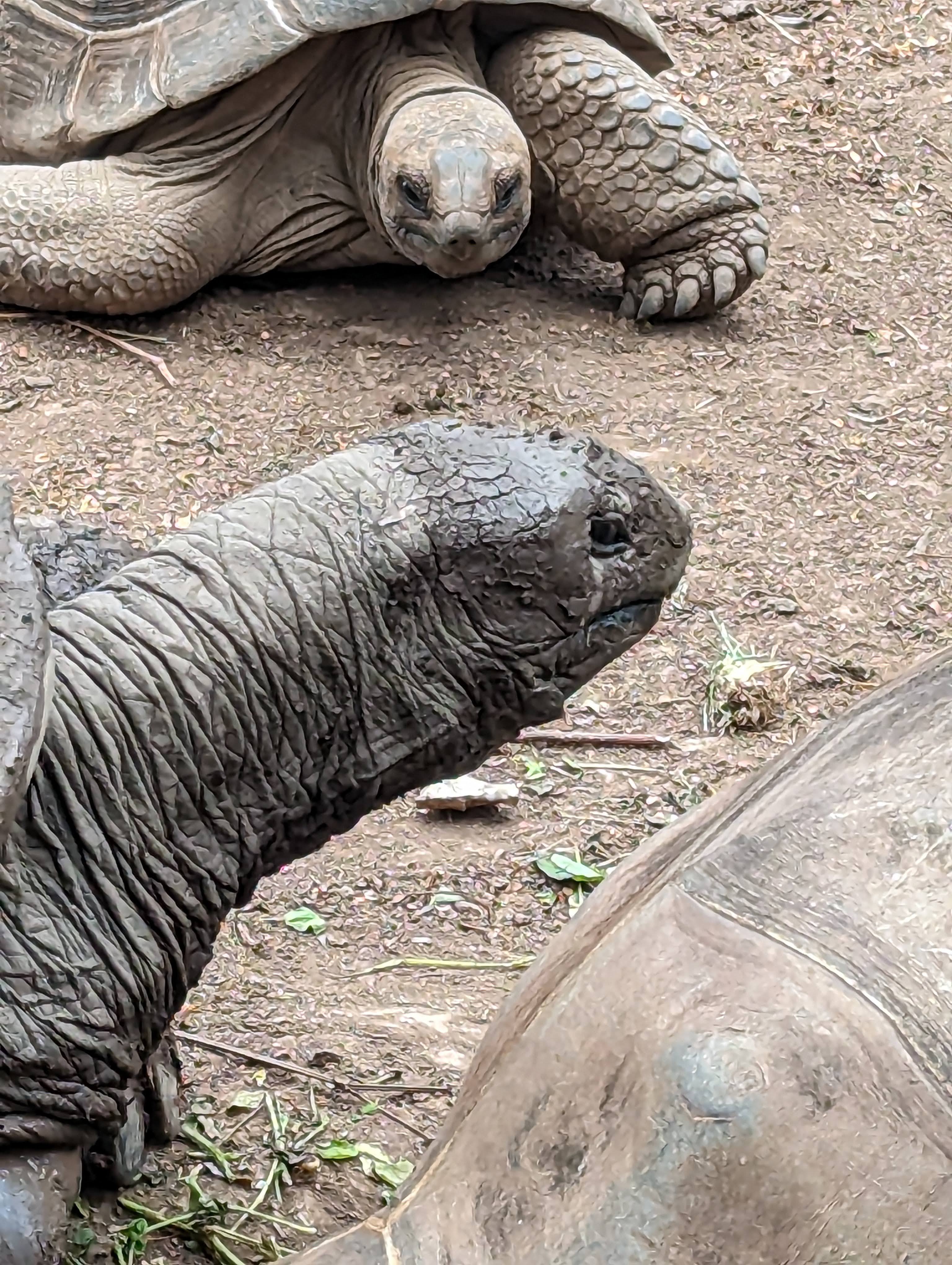 Tortues g├®antes de Chamarel