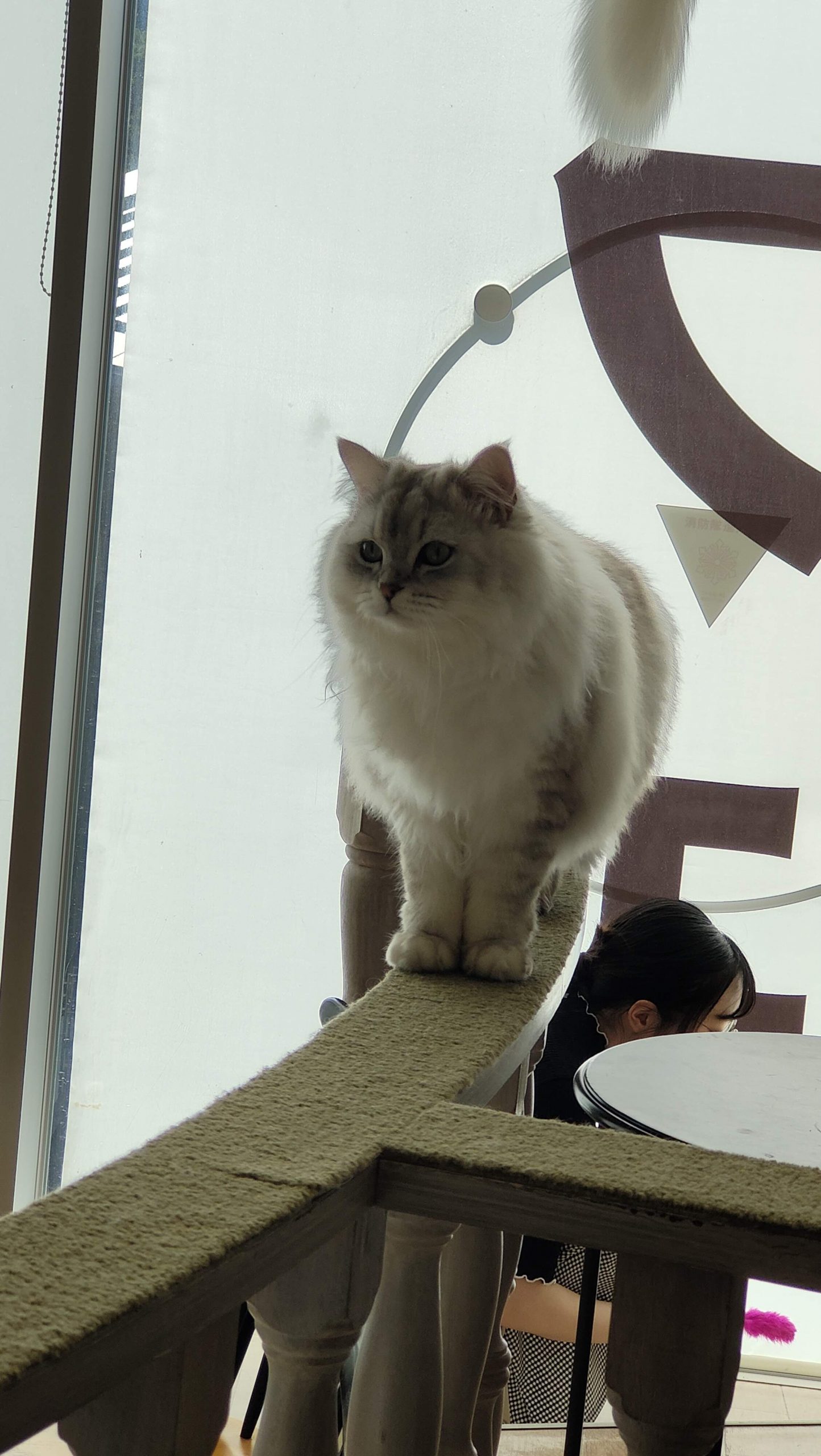 Cat Café Mocha