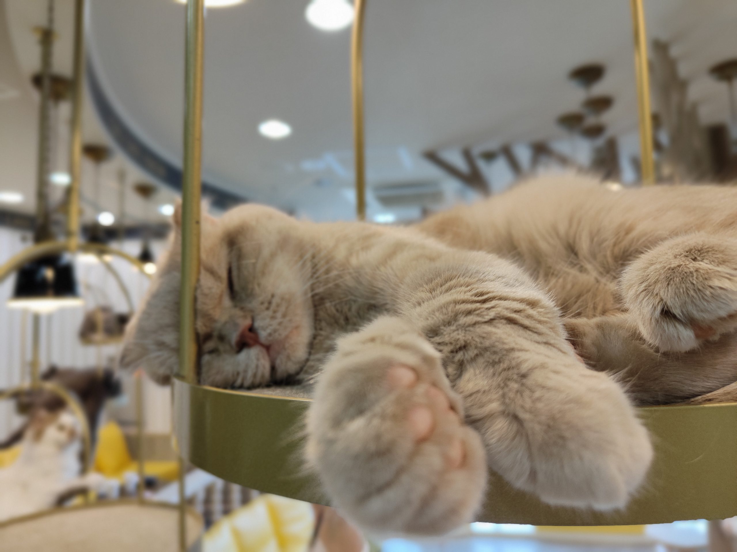 Cat Café MoCHA