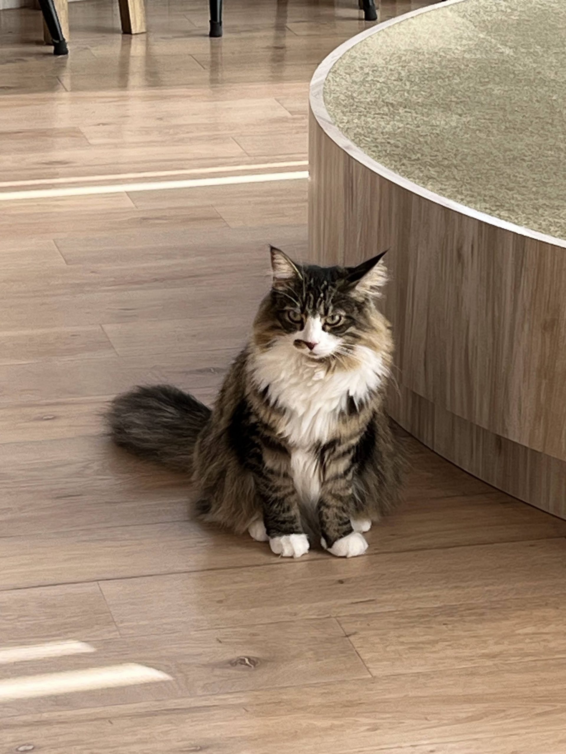 Cat Café Mocha