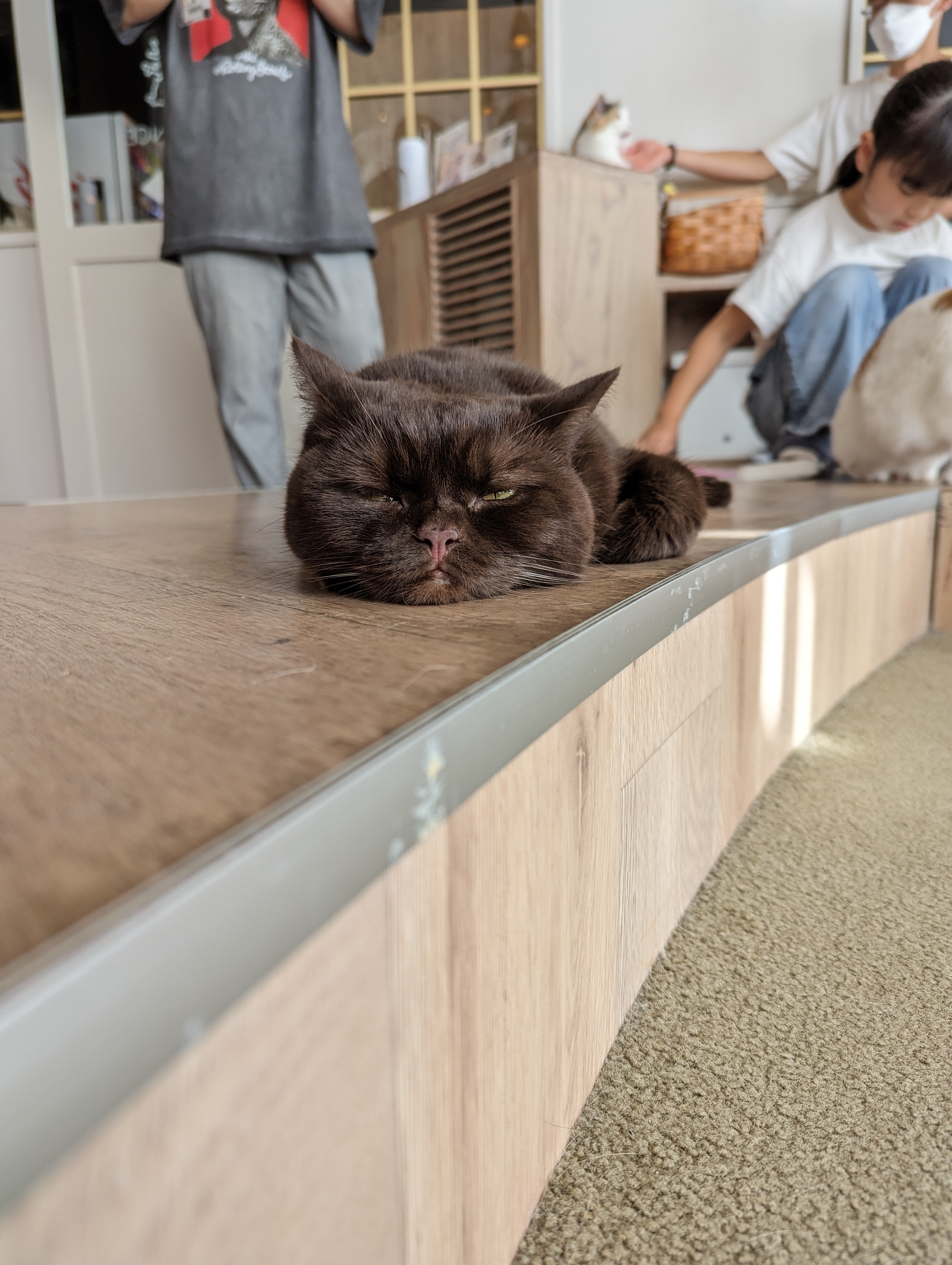 Cat Café MoCHA