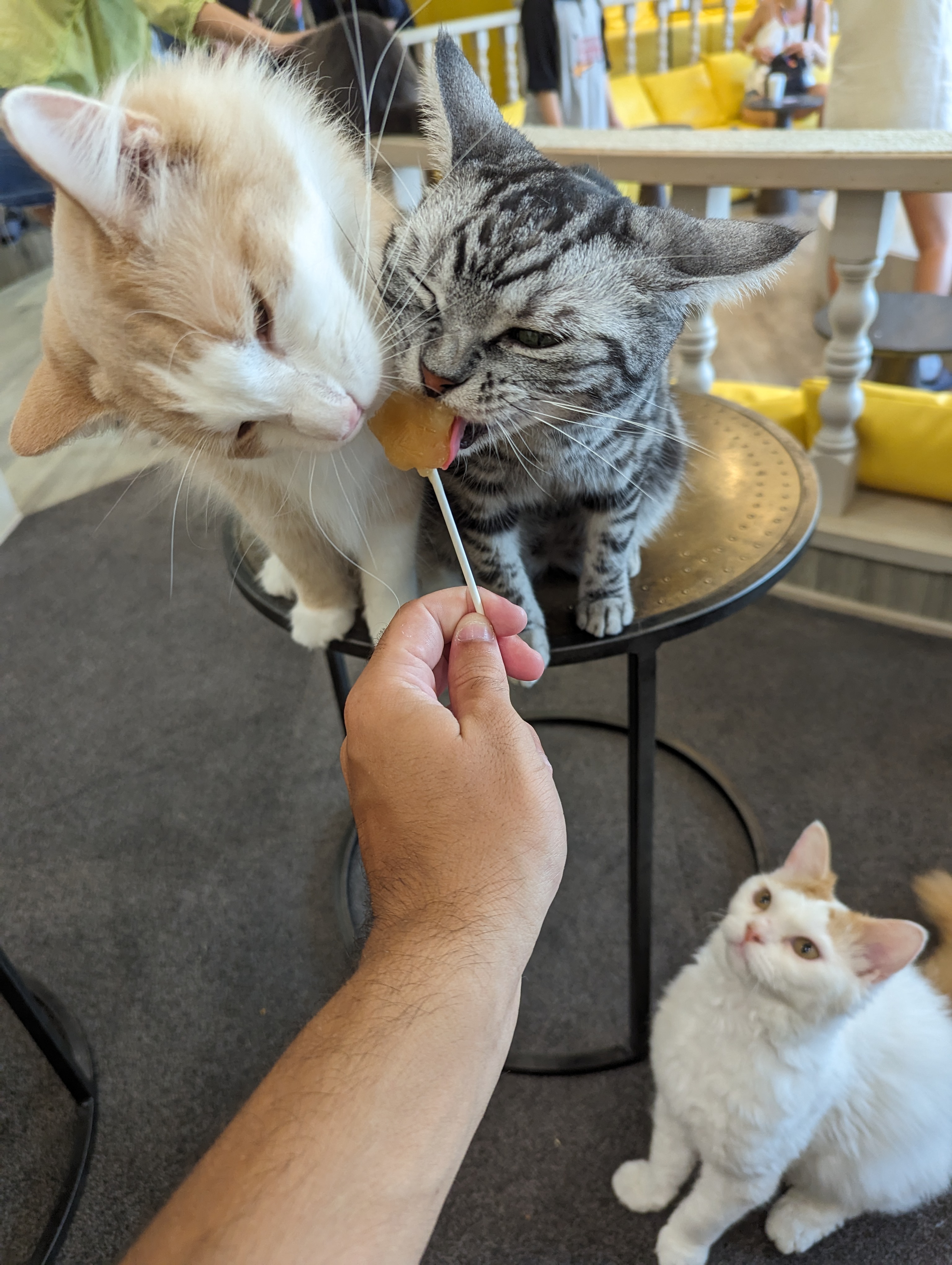 Cat Café MoCHA, friandise