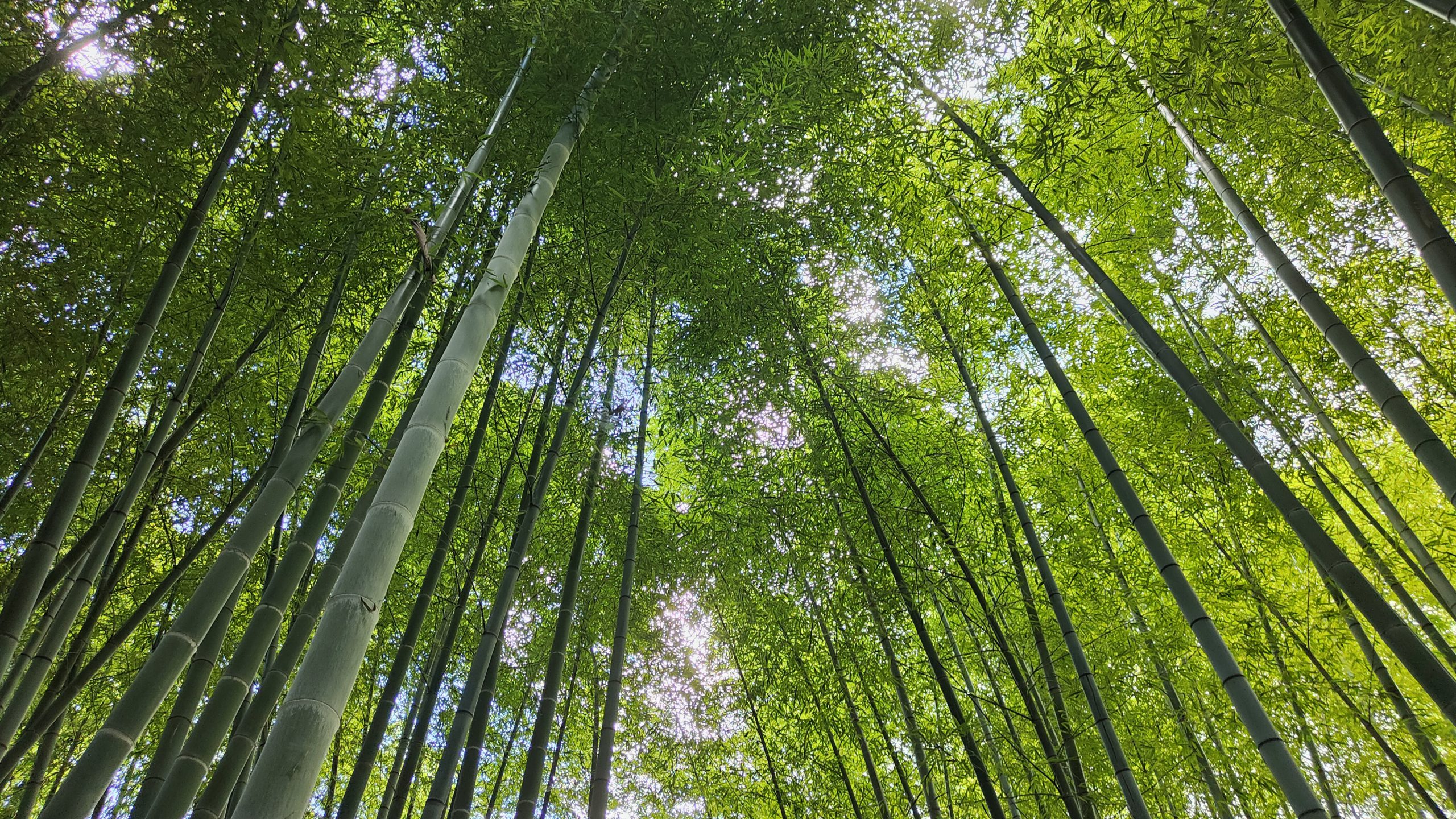 Forêt de bambous du Kodai-ji