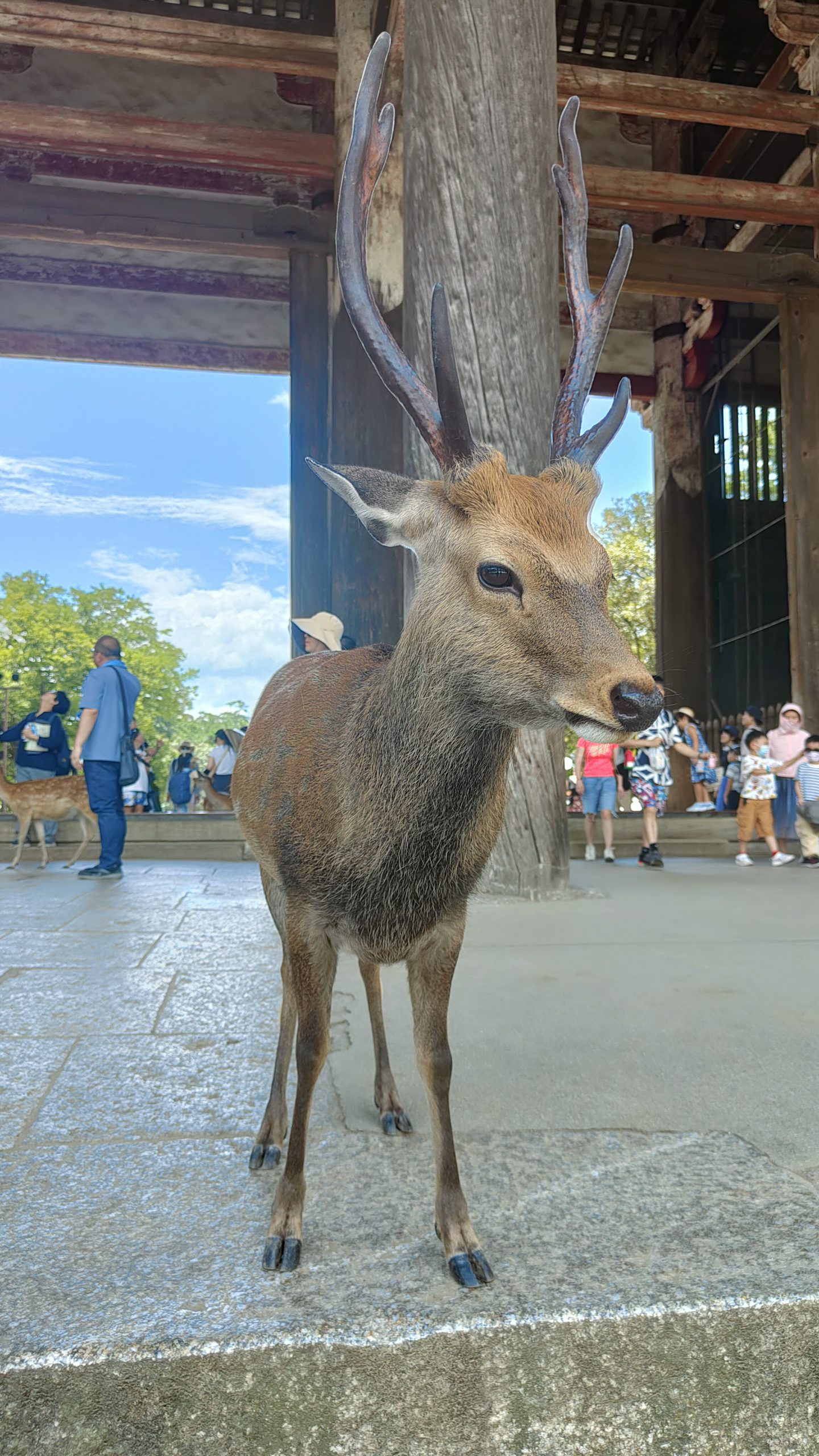 Les cerfs de Nara