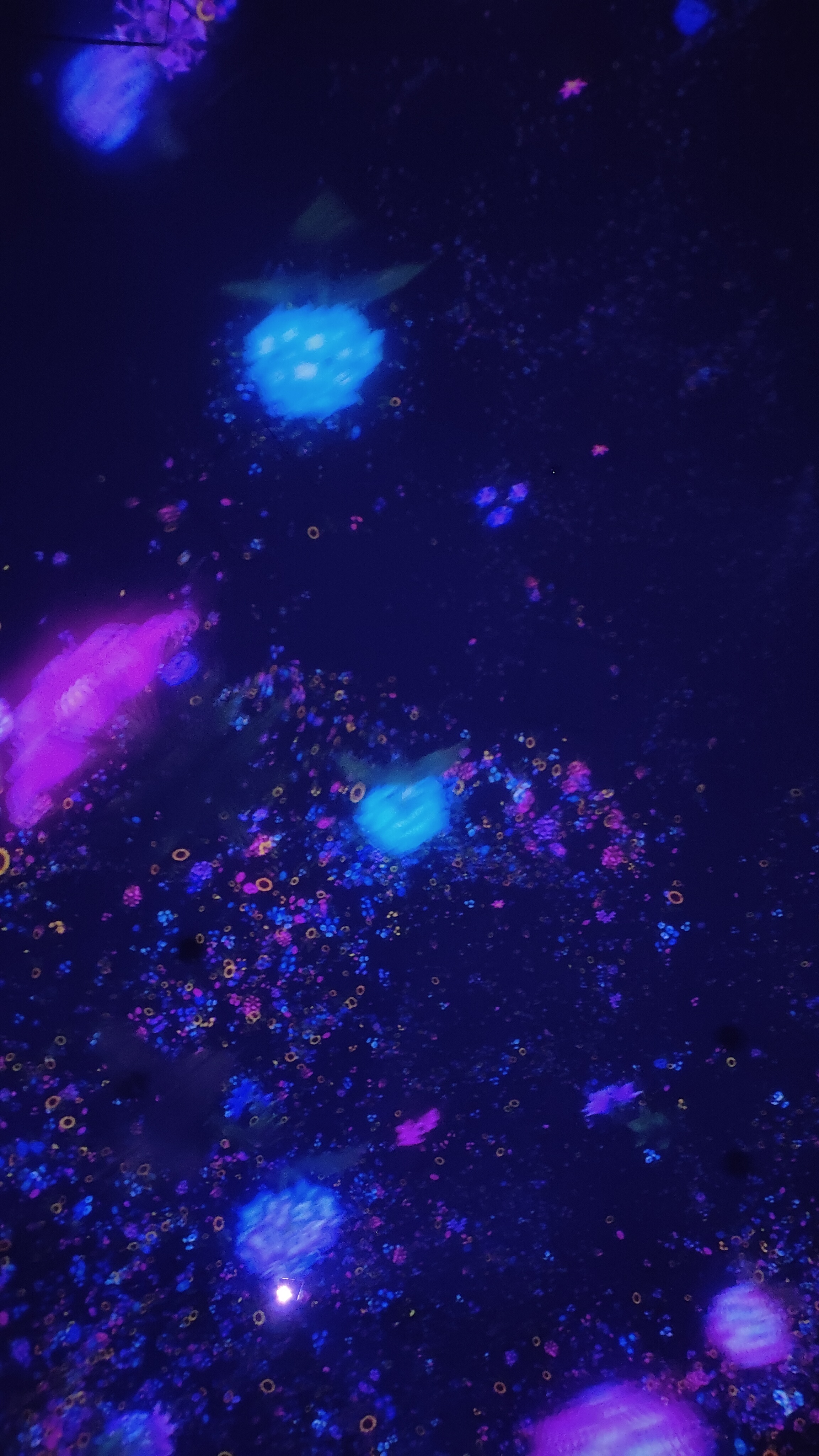 TeamLab Planets, Floating in the Falling Universe of Flowers