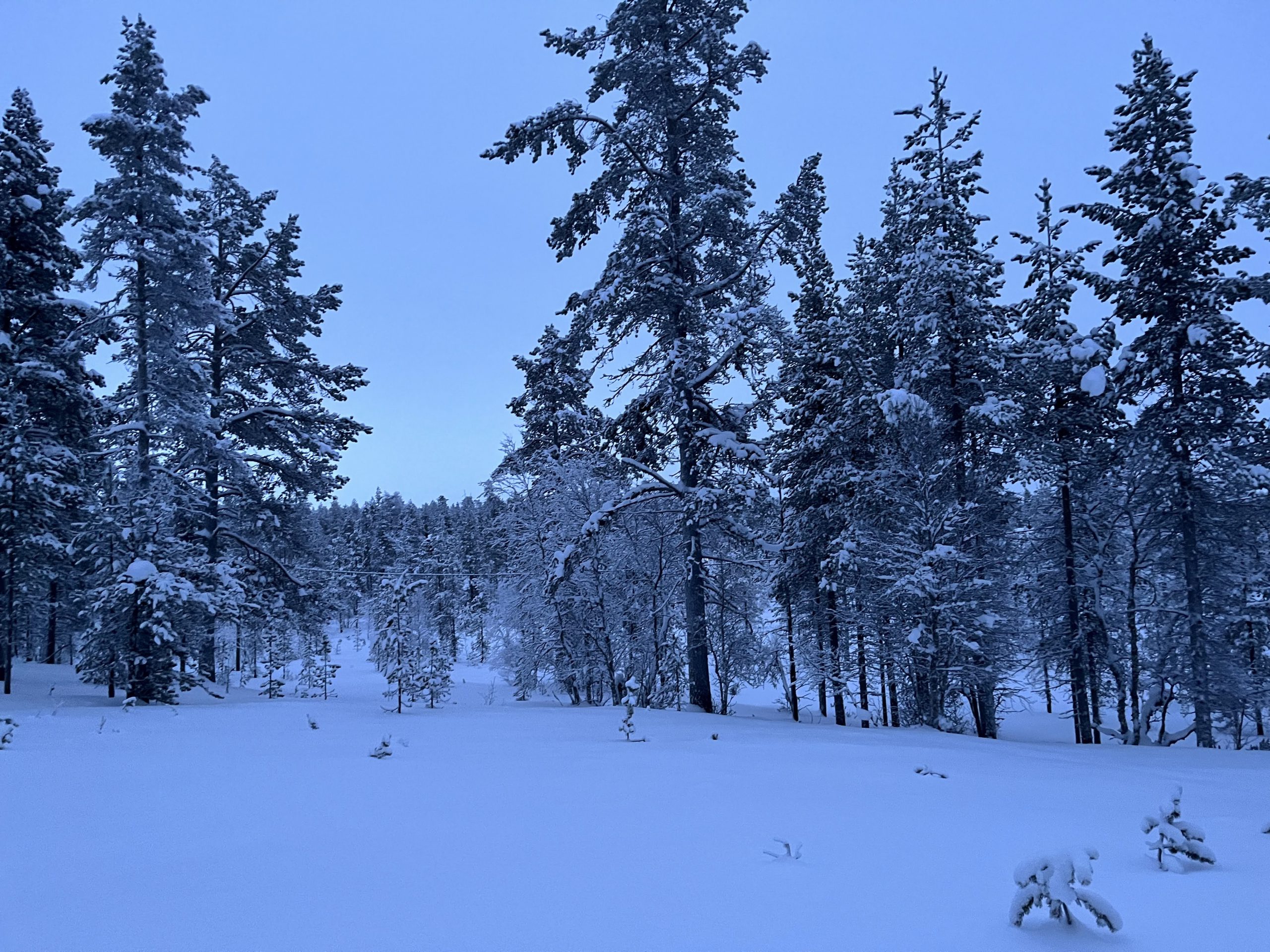 Balade au Wilderness Hotel Muotka