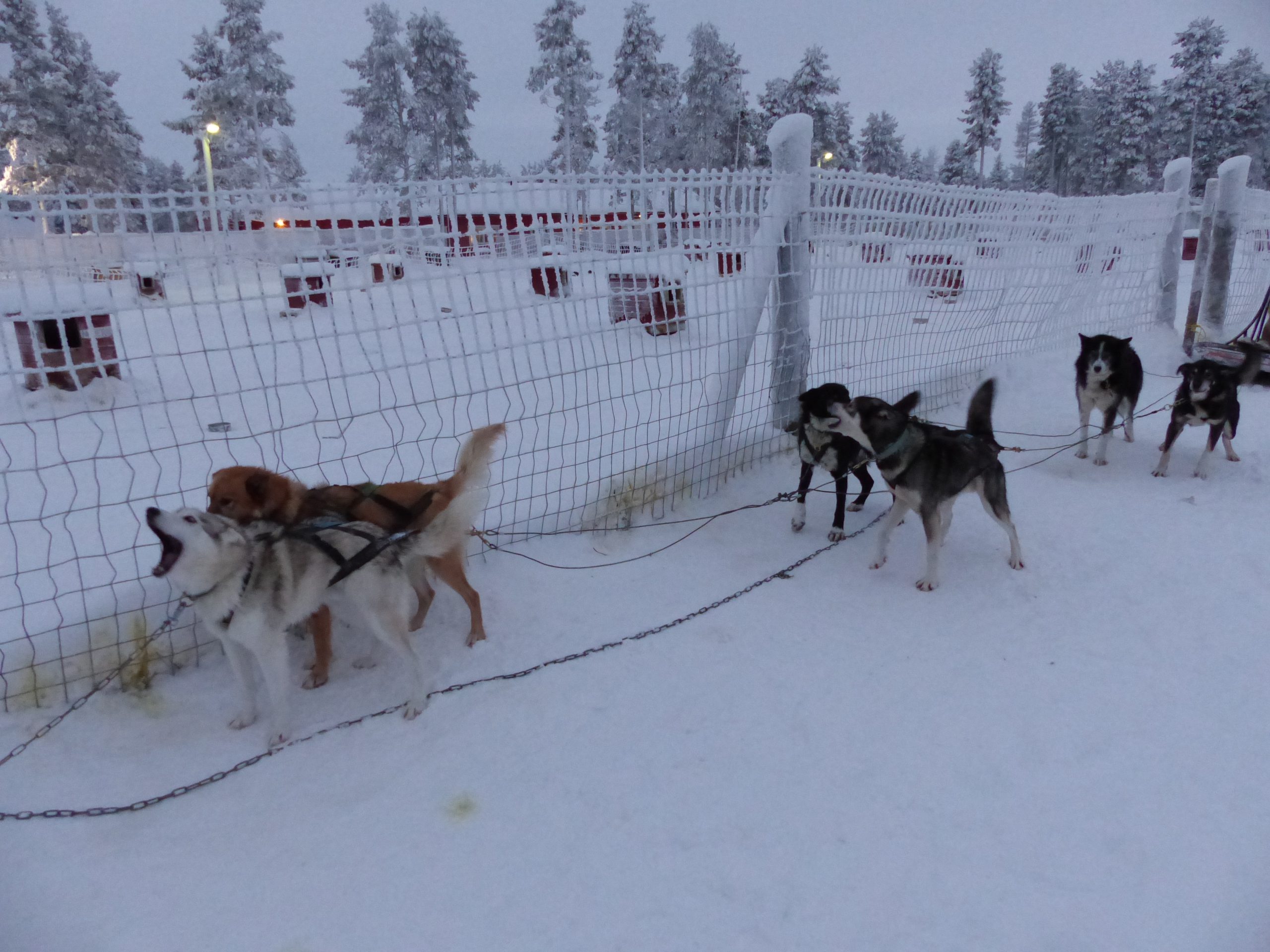 Randonnée avec des chiens de traineaux