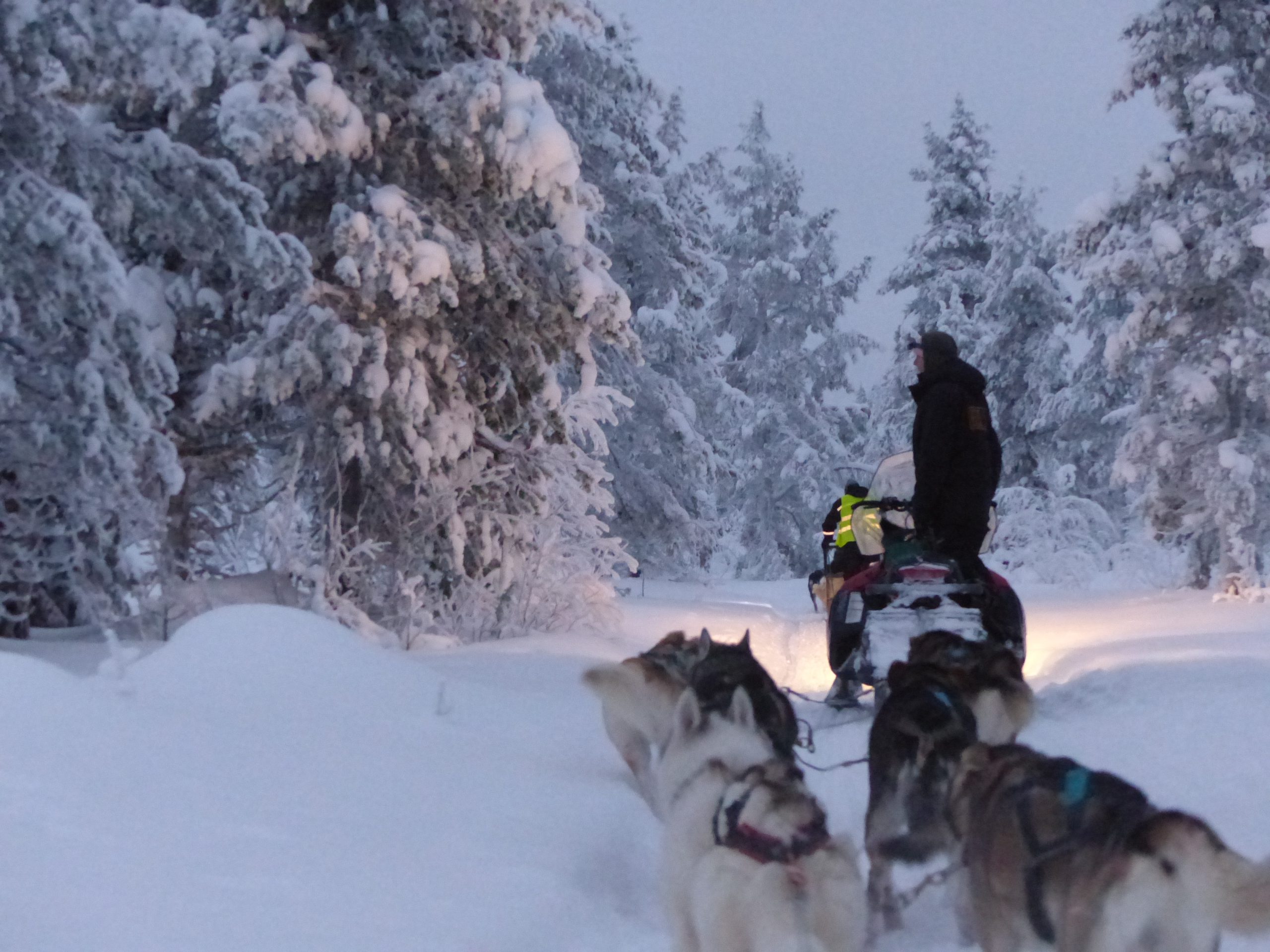 Randonnée avec des chiens de traineaux