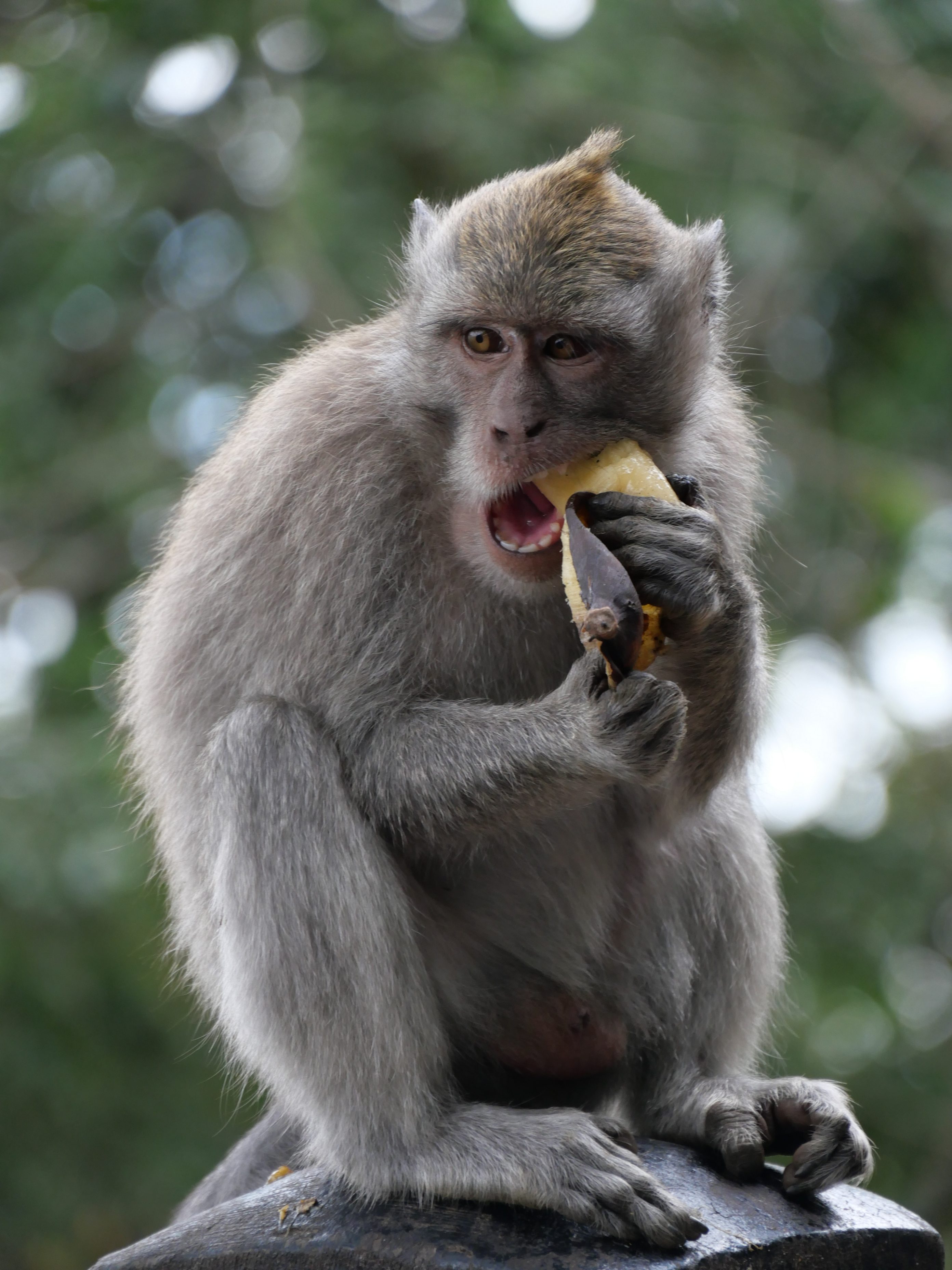 Singe à Bali