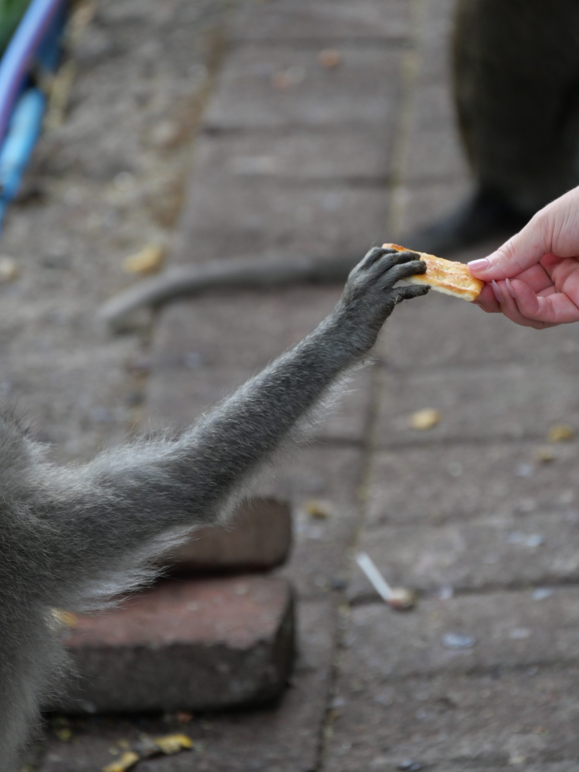Singe à Bali