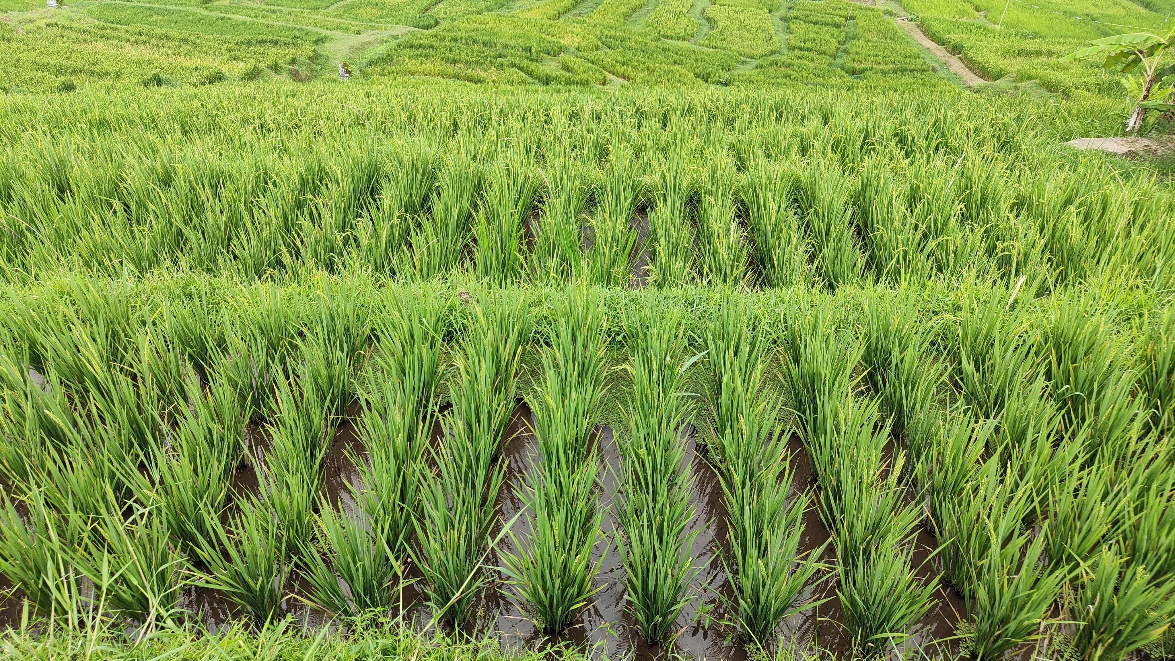 Rizières de Jatiluwih