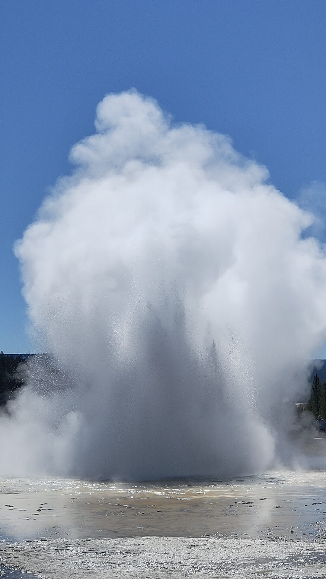 Daisy Geyser